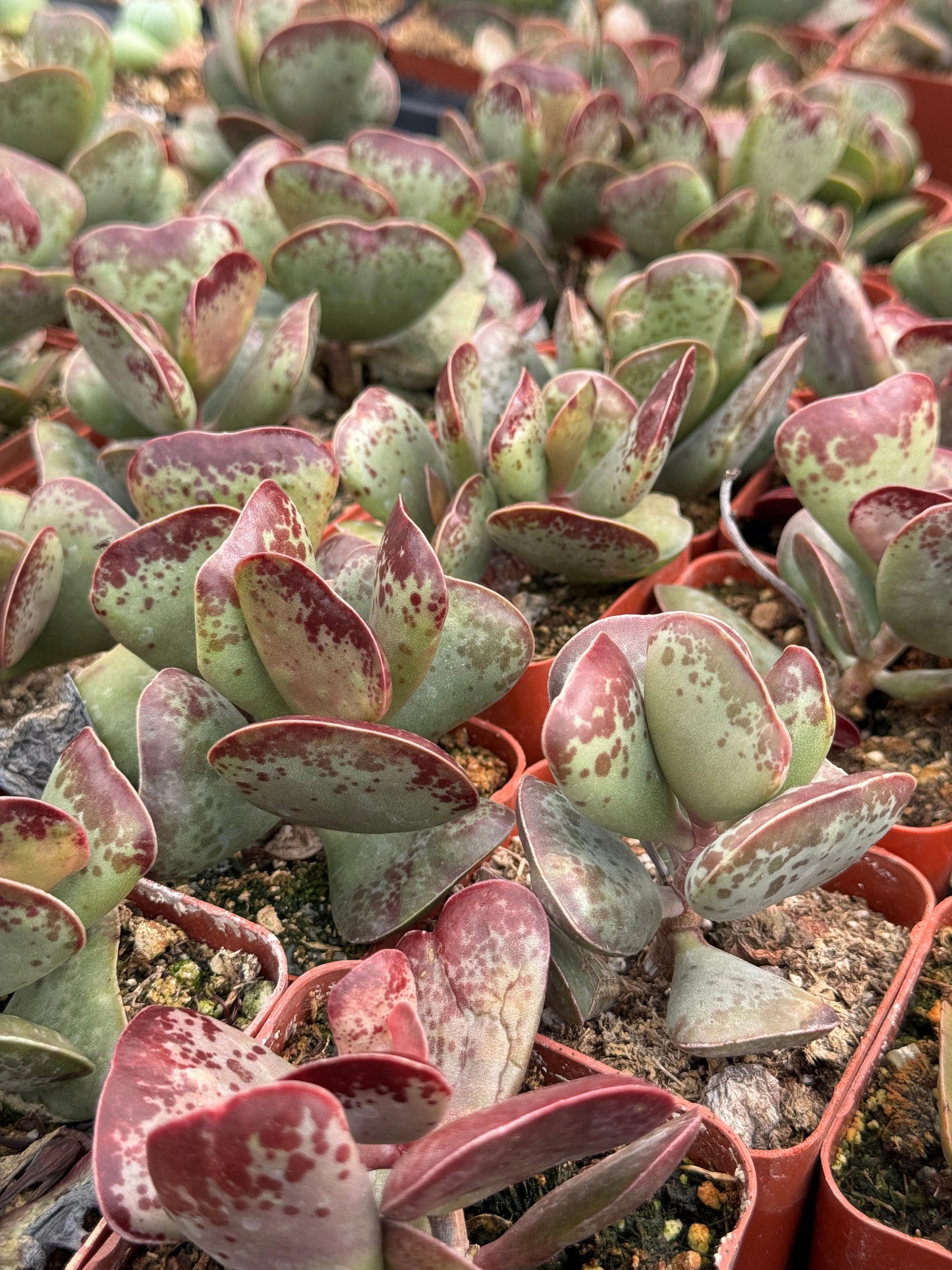 Adrosmichus Calico Hearts
