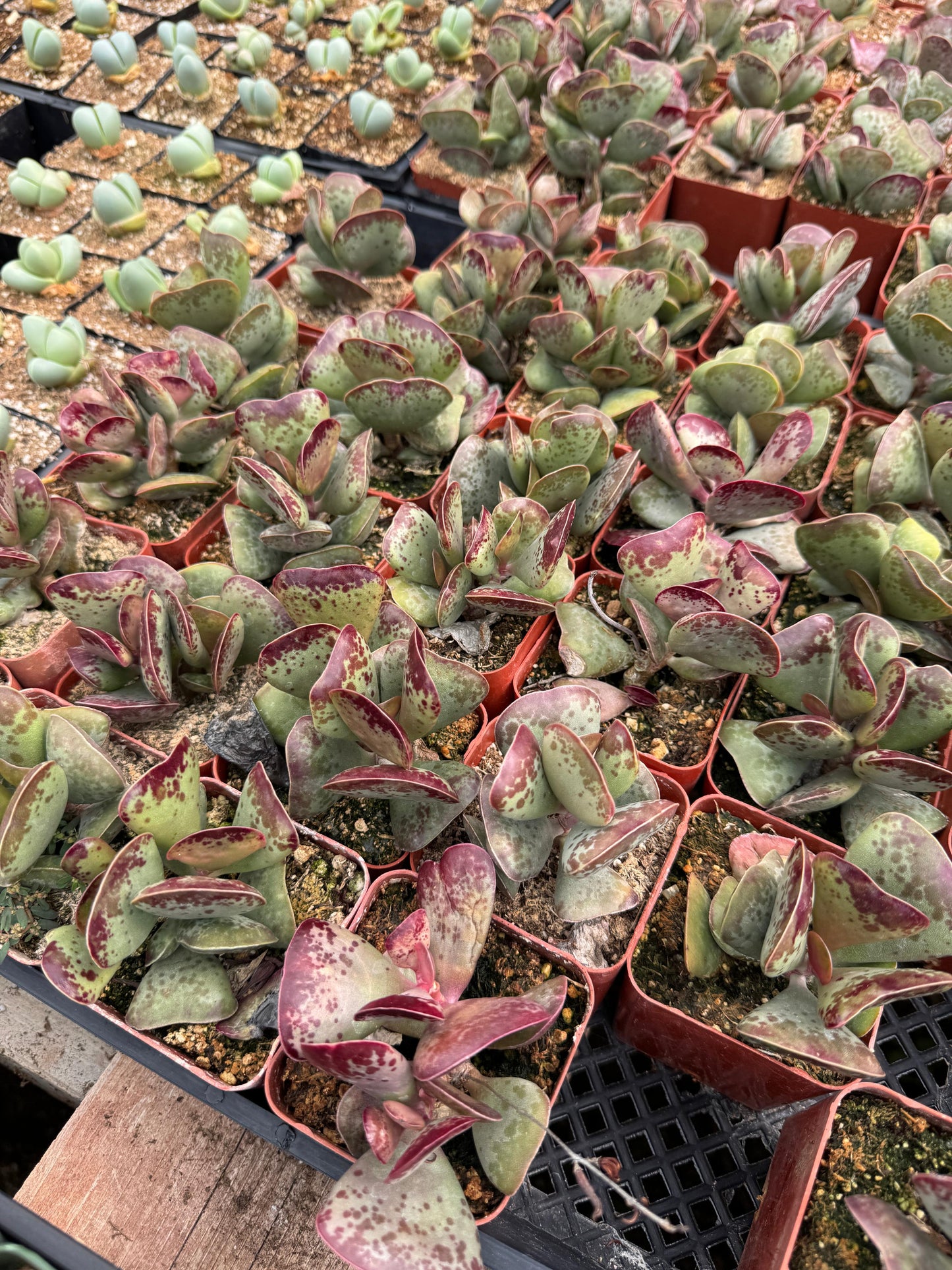 Adrosmichus Calico Hearts