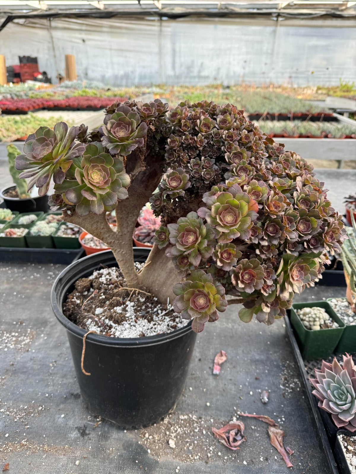 Aeonium Halloween ghost