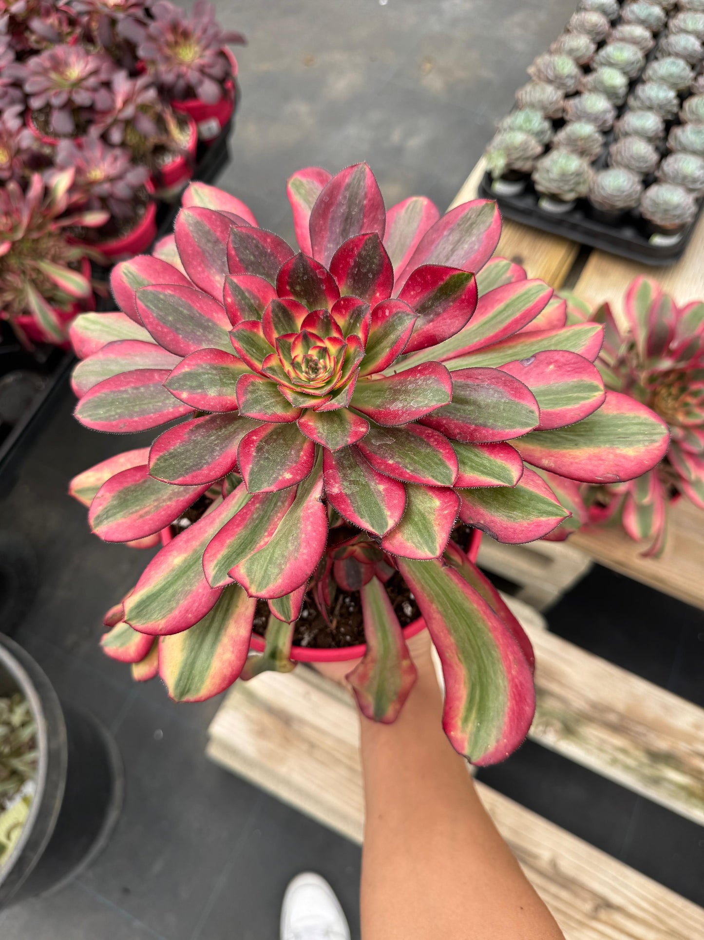 Aeonium channel cluster grande