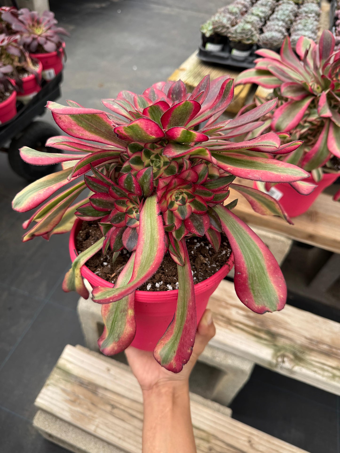 Aeonium channel cluster grande