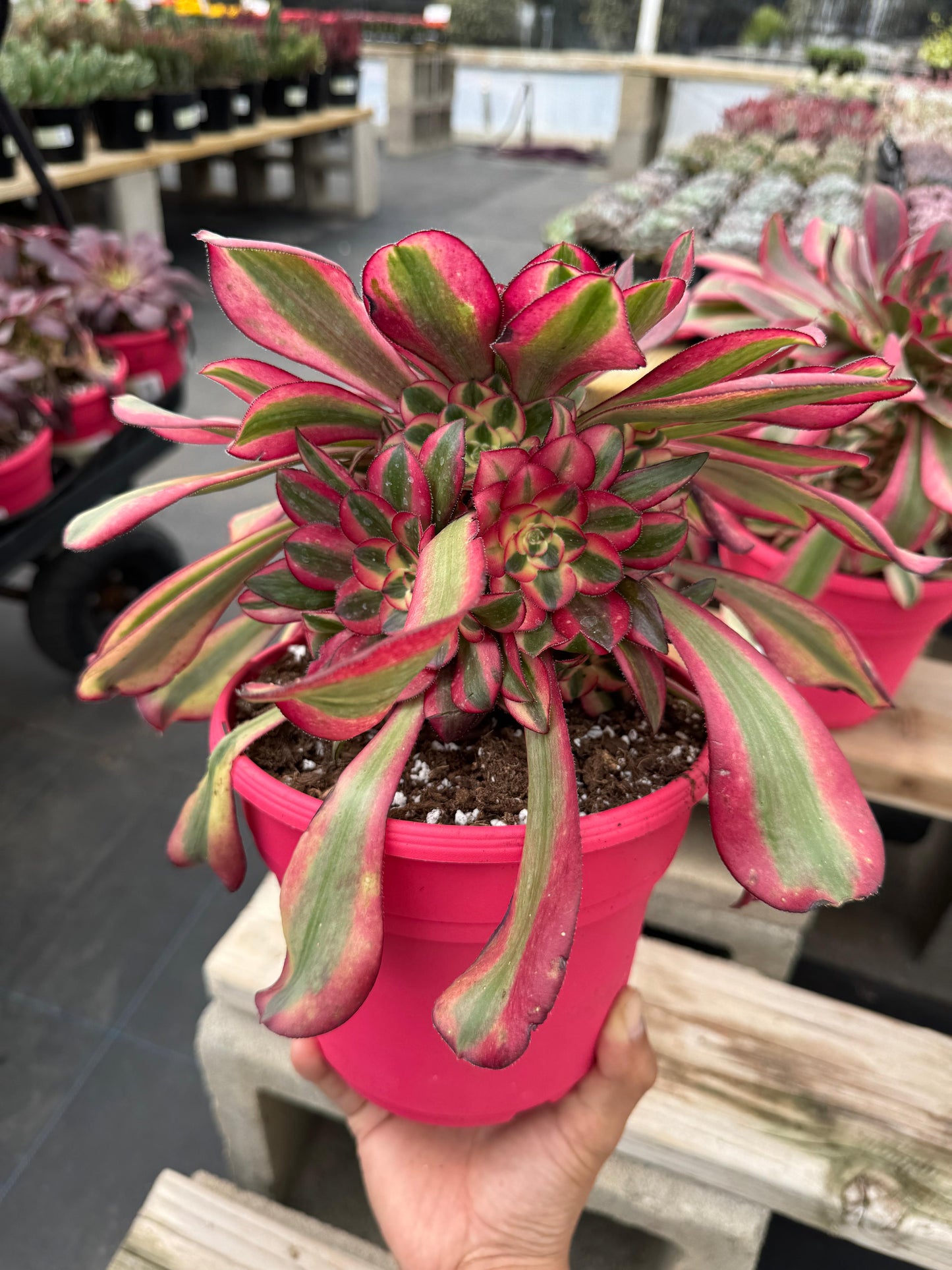 Aeonium channel cluster grande