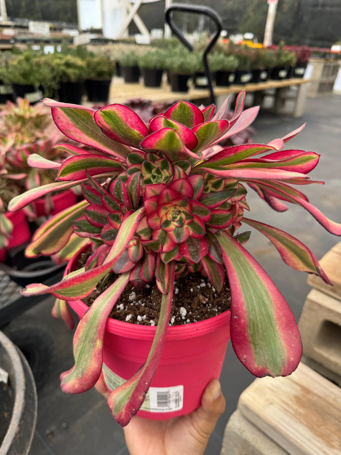 Aeonium channel cluster grande
