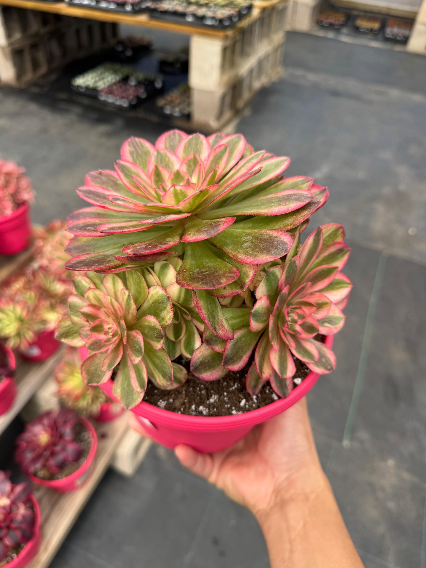 Aeonium cream white cluster