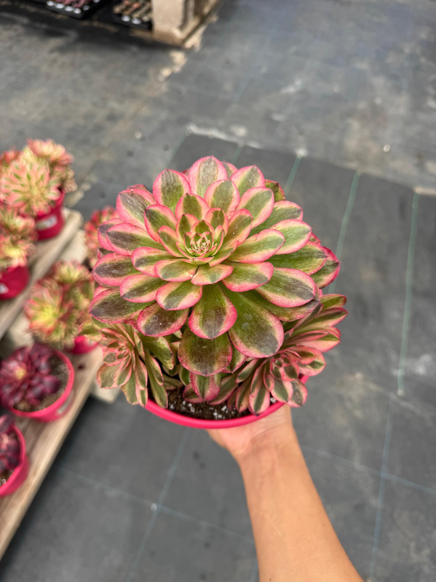 Aeonium cream white cluster