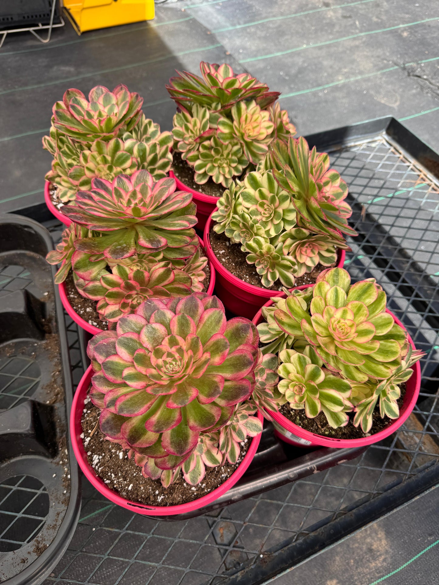 Aeonium cream white cluster