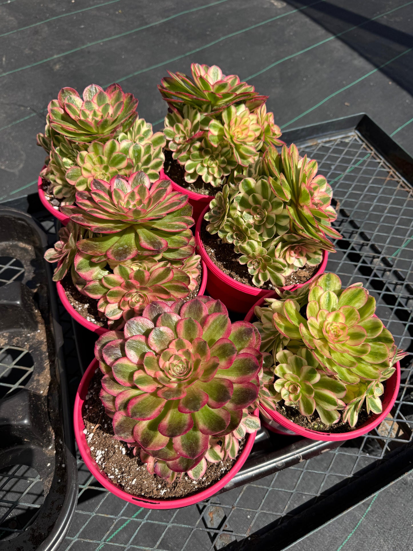 Aeonium cream white cluster