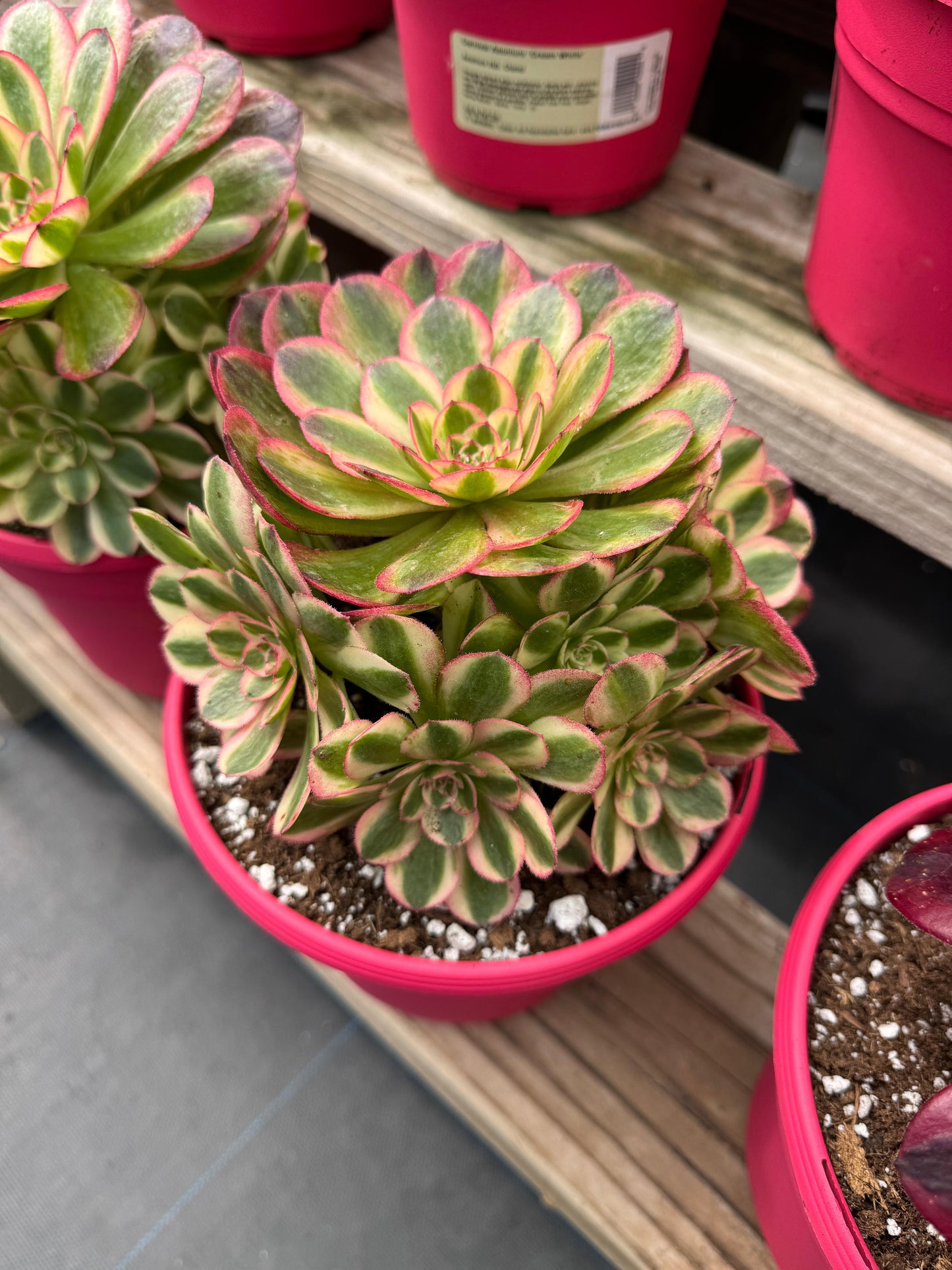 Aeonium cream white cluster