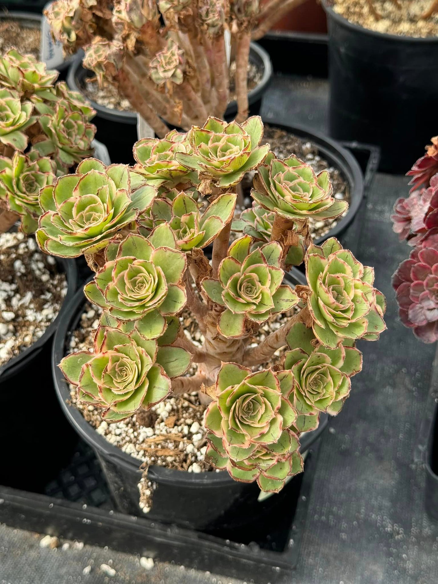 Aeonium bilang cluster