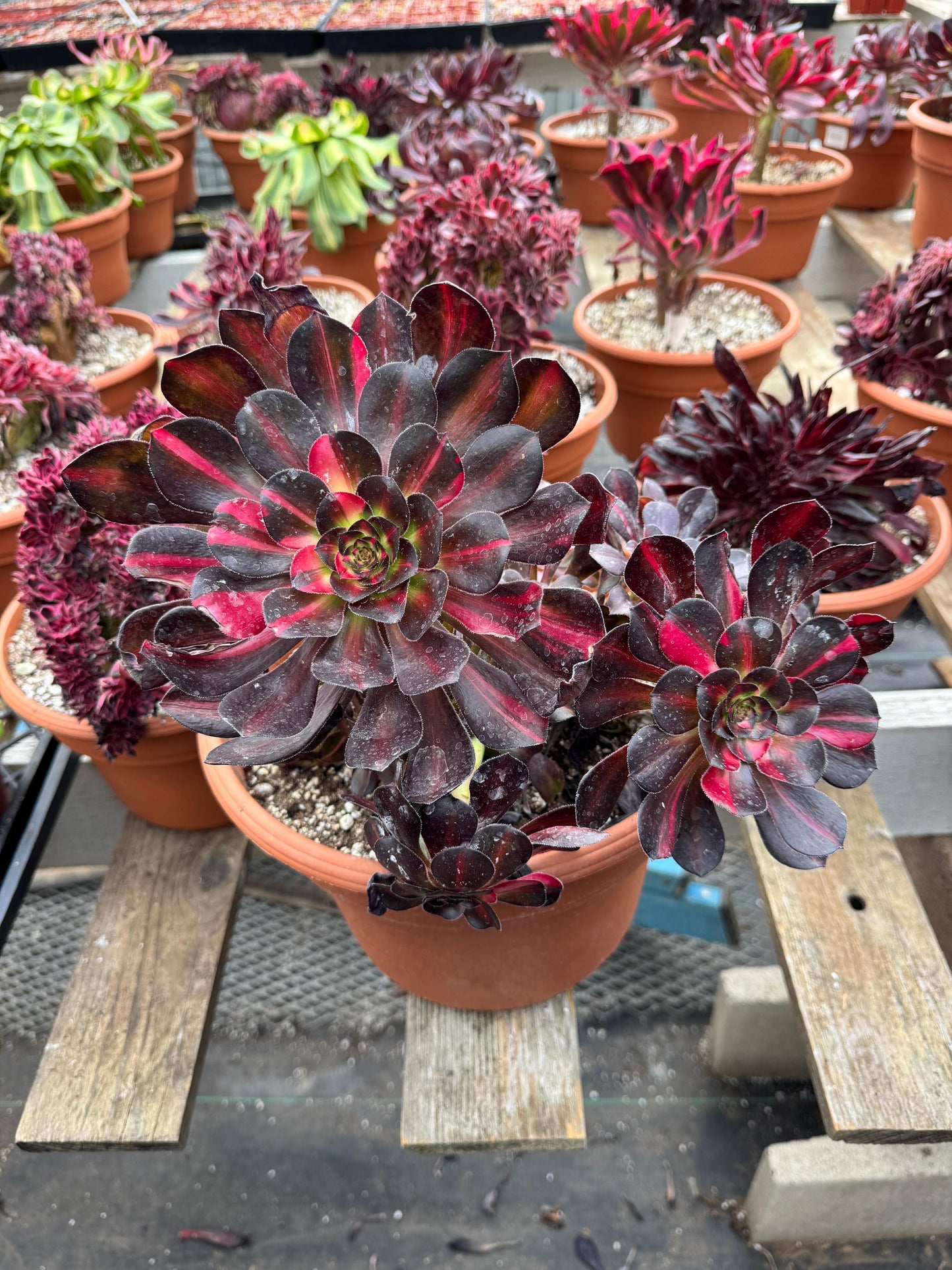 Aeonium butterfly variegado