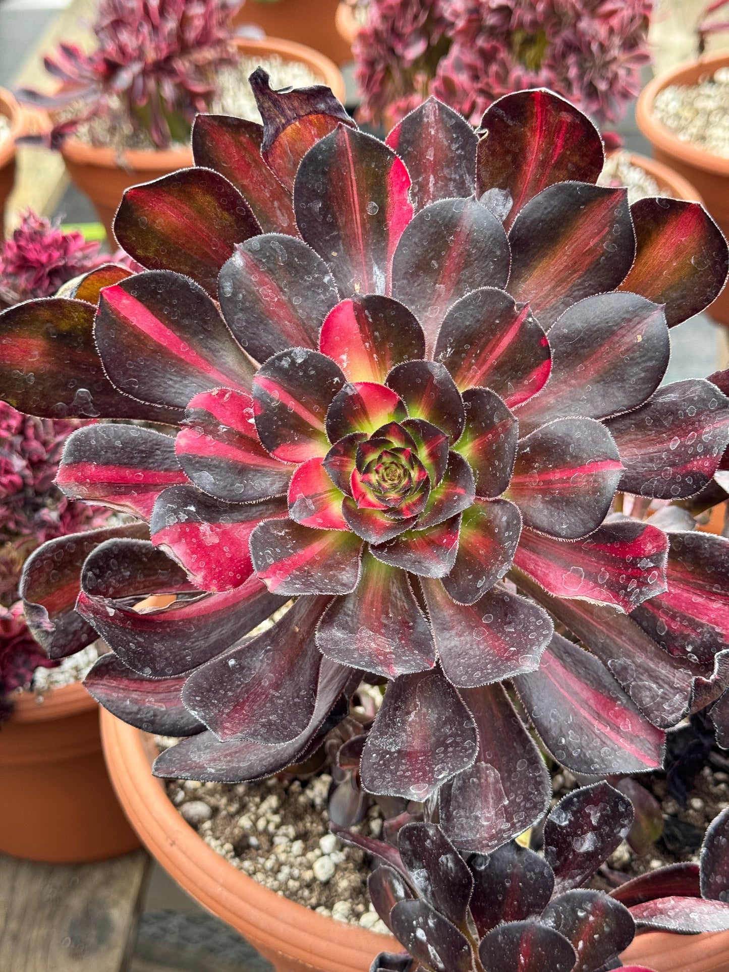 Aeonium butterfly variegado