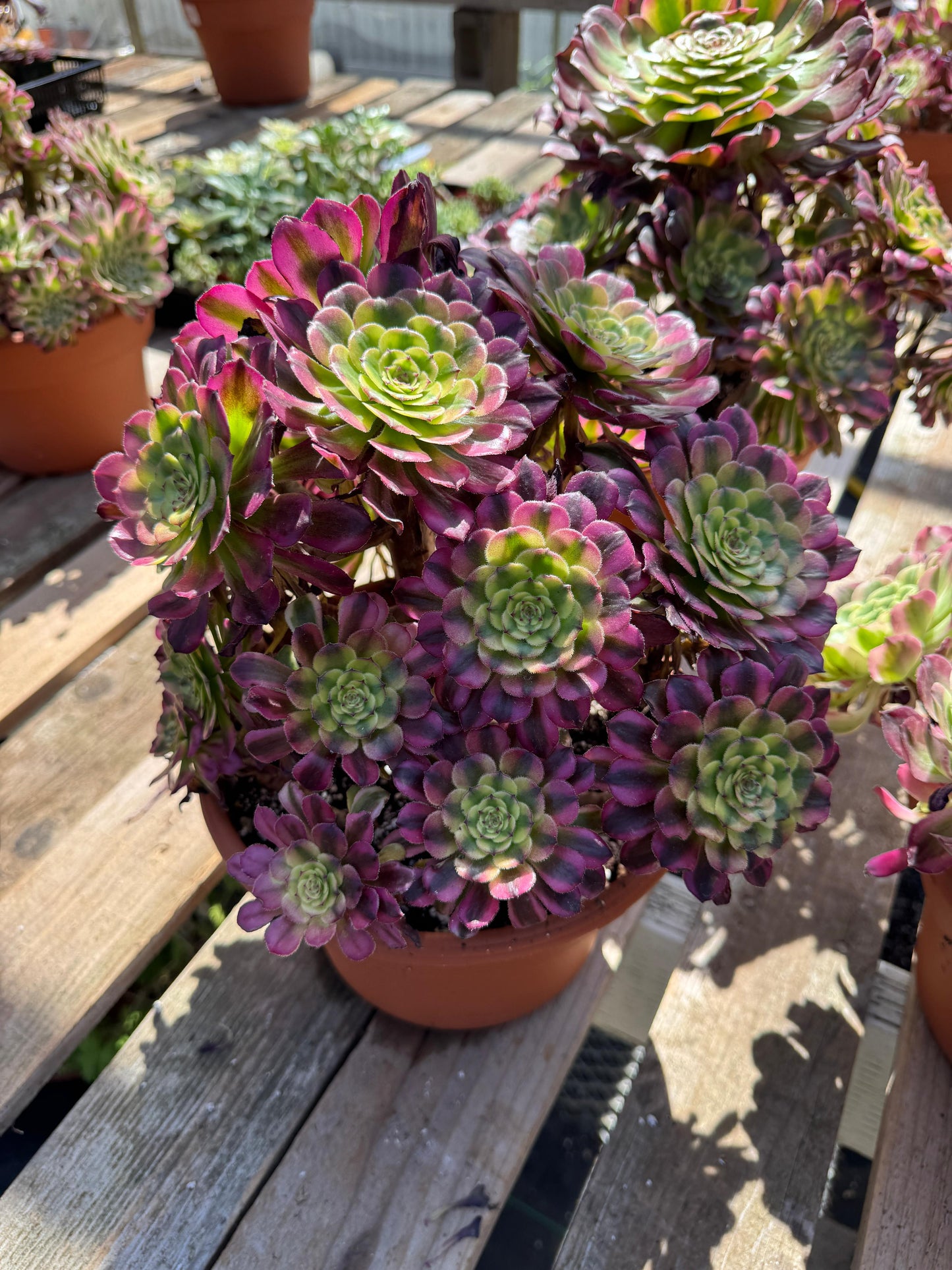 Aeonium golden Venus cluster