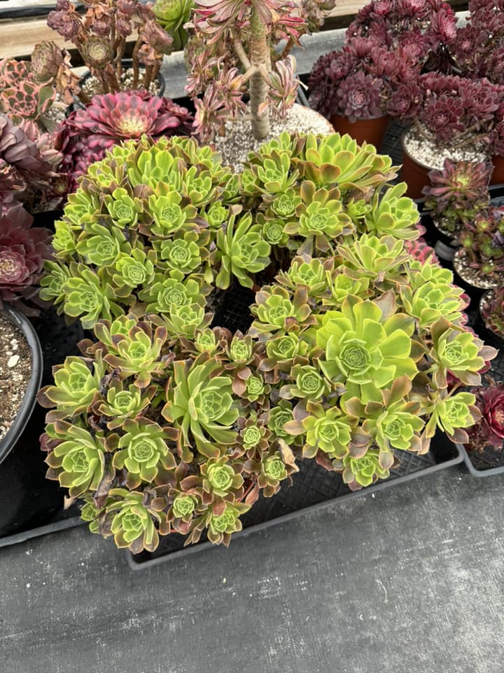 Aeonium green lemon cluster jumbo