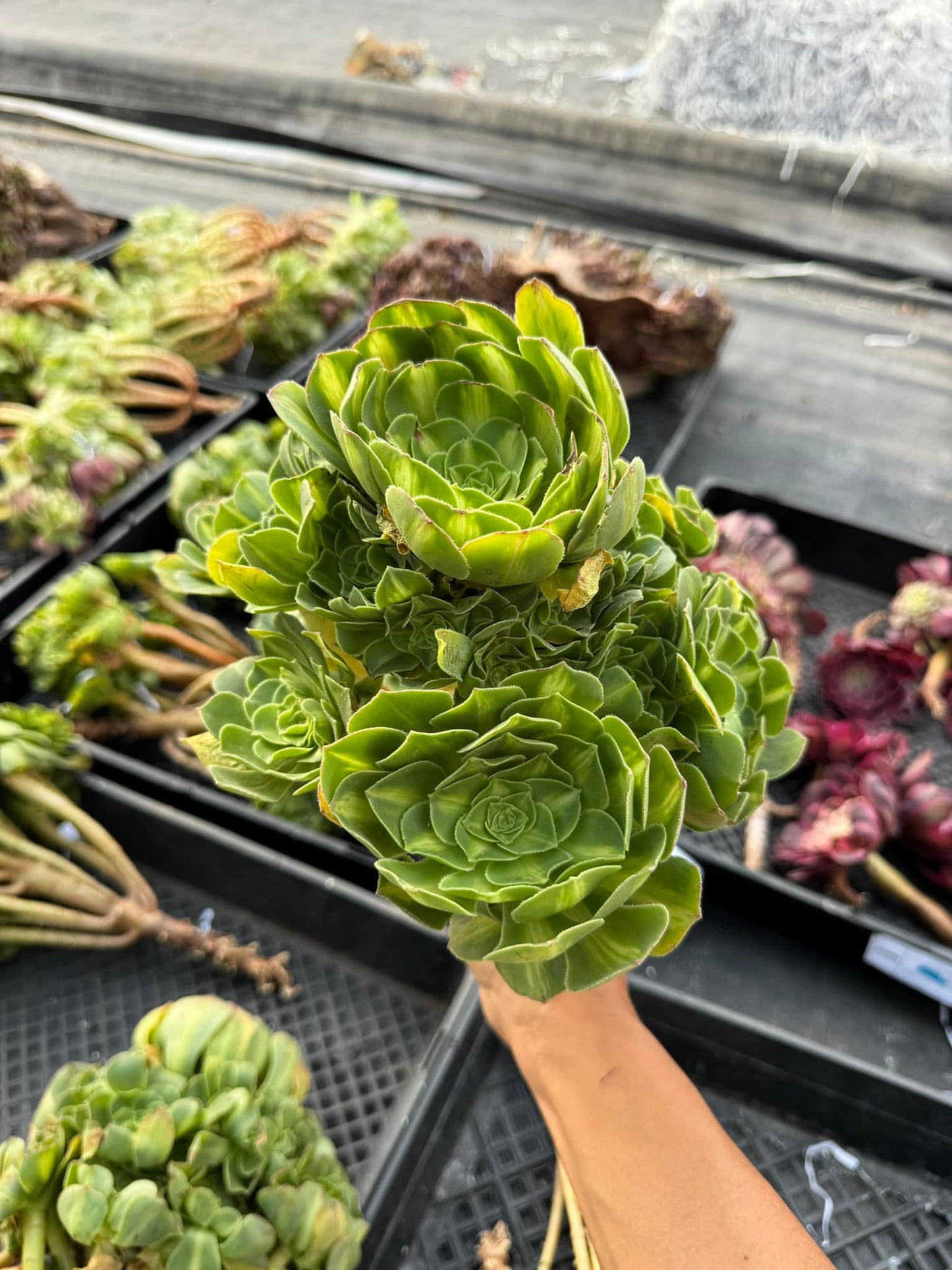 Aeonium luminous cup cluster