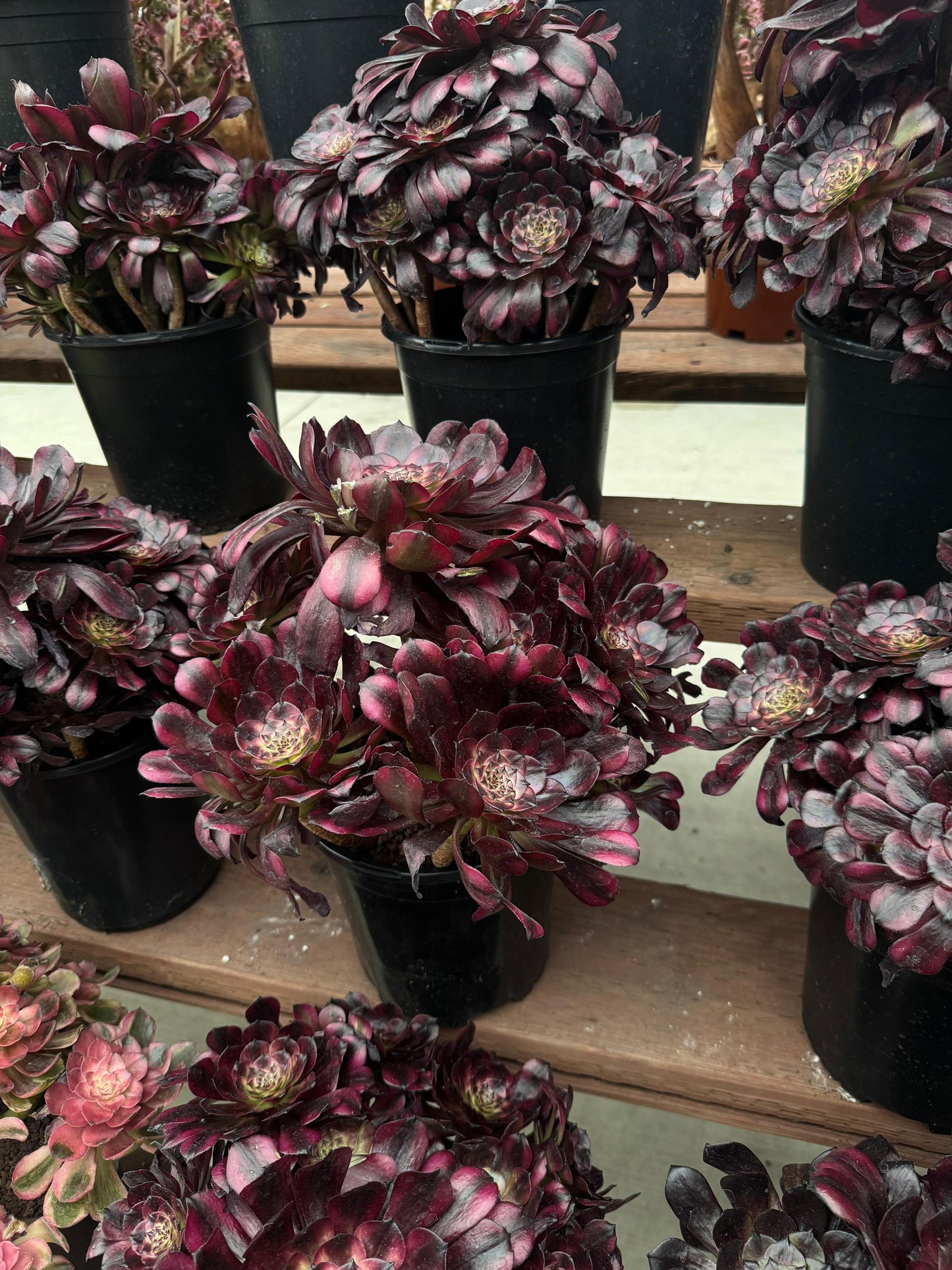 Aeonium maggie cluster