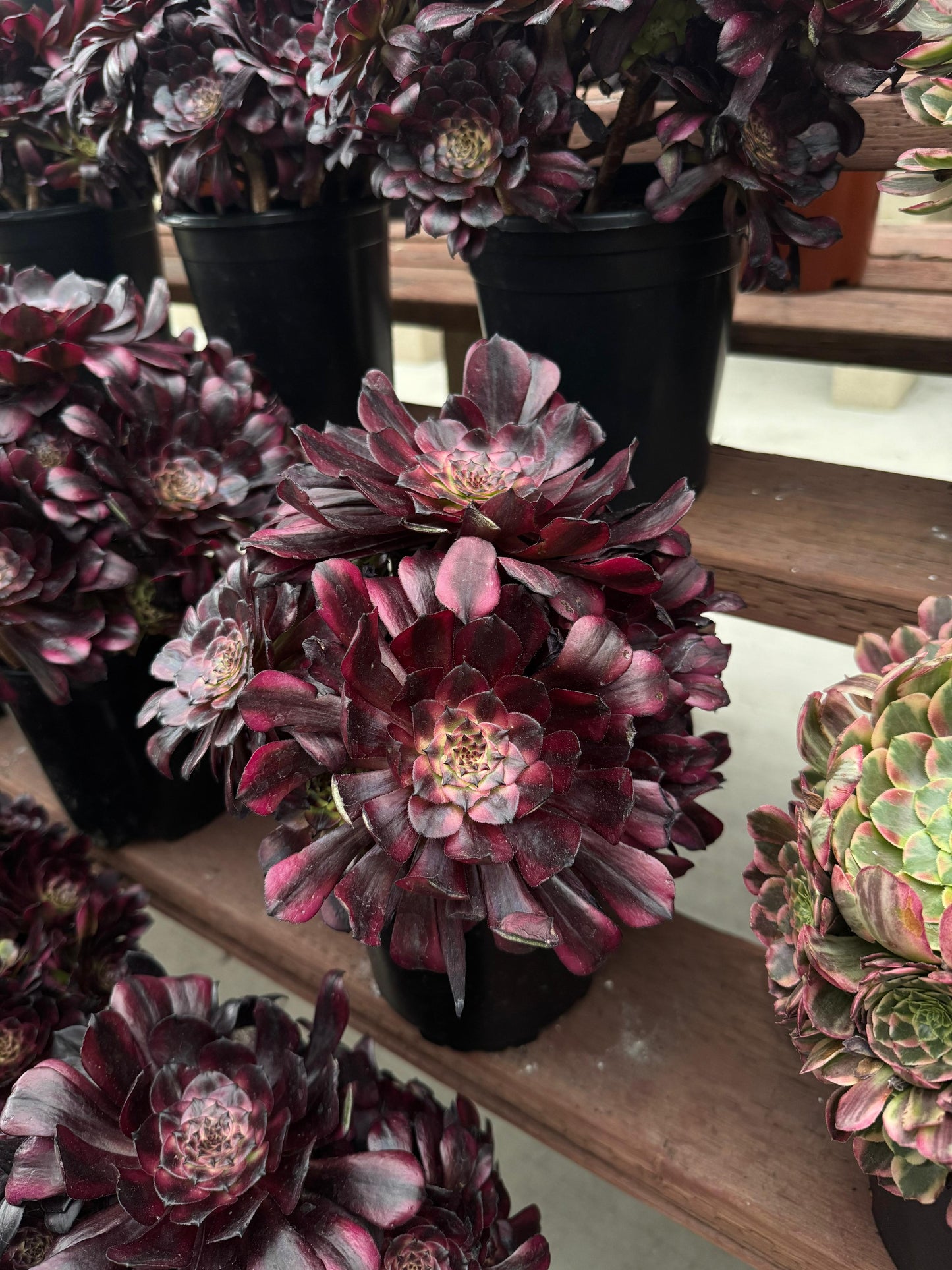 Aeonium maggie cluster