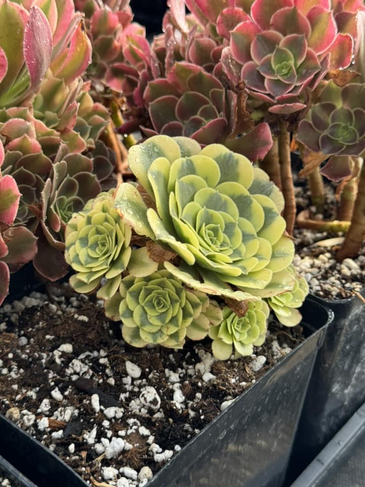 Aeonium maybach cluster