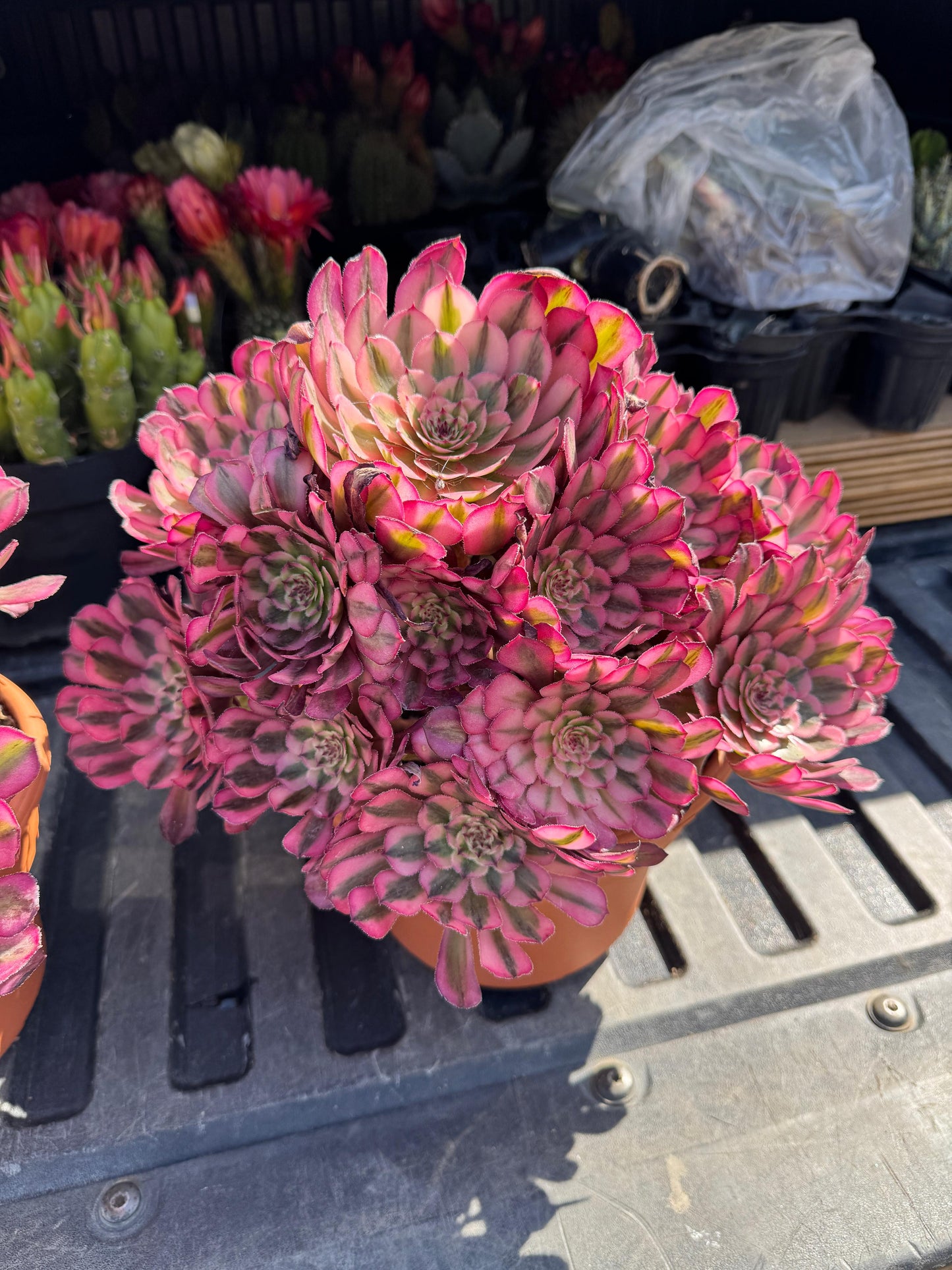 Aeonium pinky sprout cluster jumbo