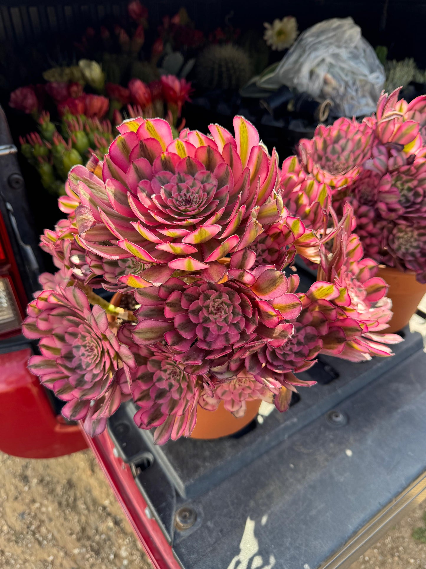 Aeonium pinky sprout cluster jumbo