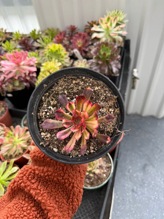 Aeonium red Flame