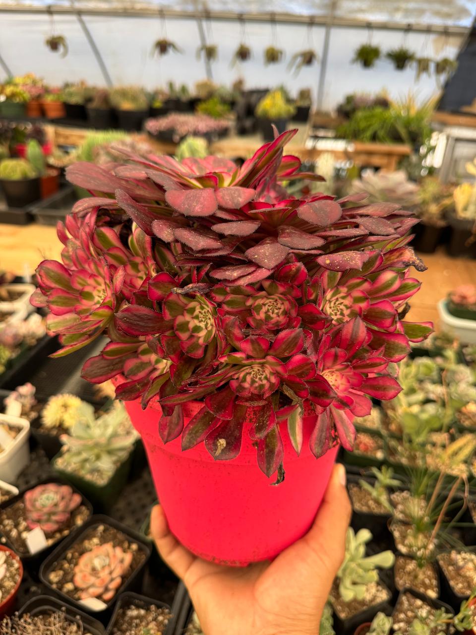 Aeonium red copper cluster
