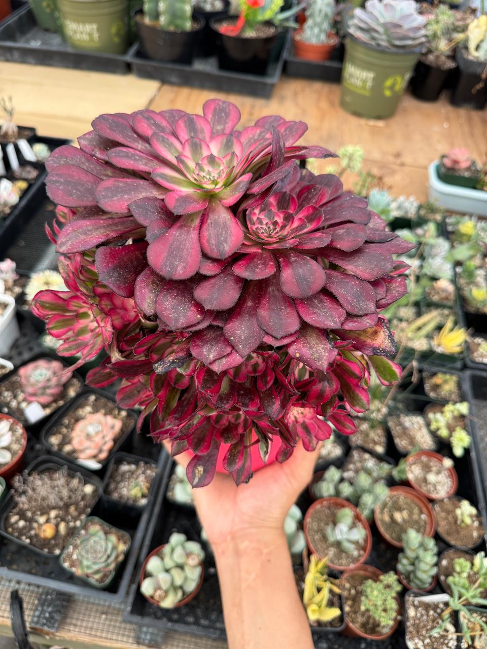 Aeonium red copper cluster