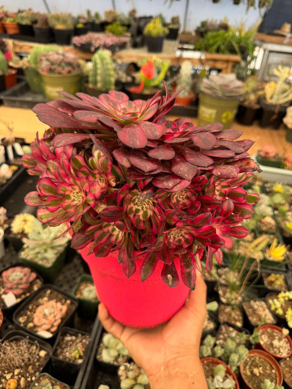 Aeonium red copper cluster