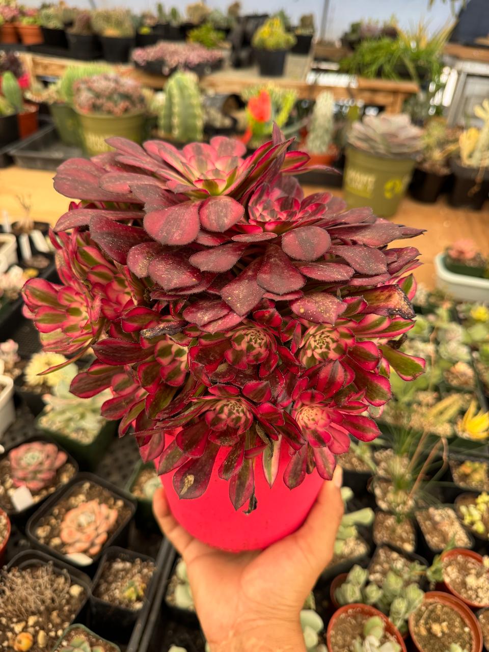 Aeonium red copper cluster