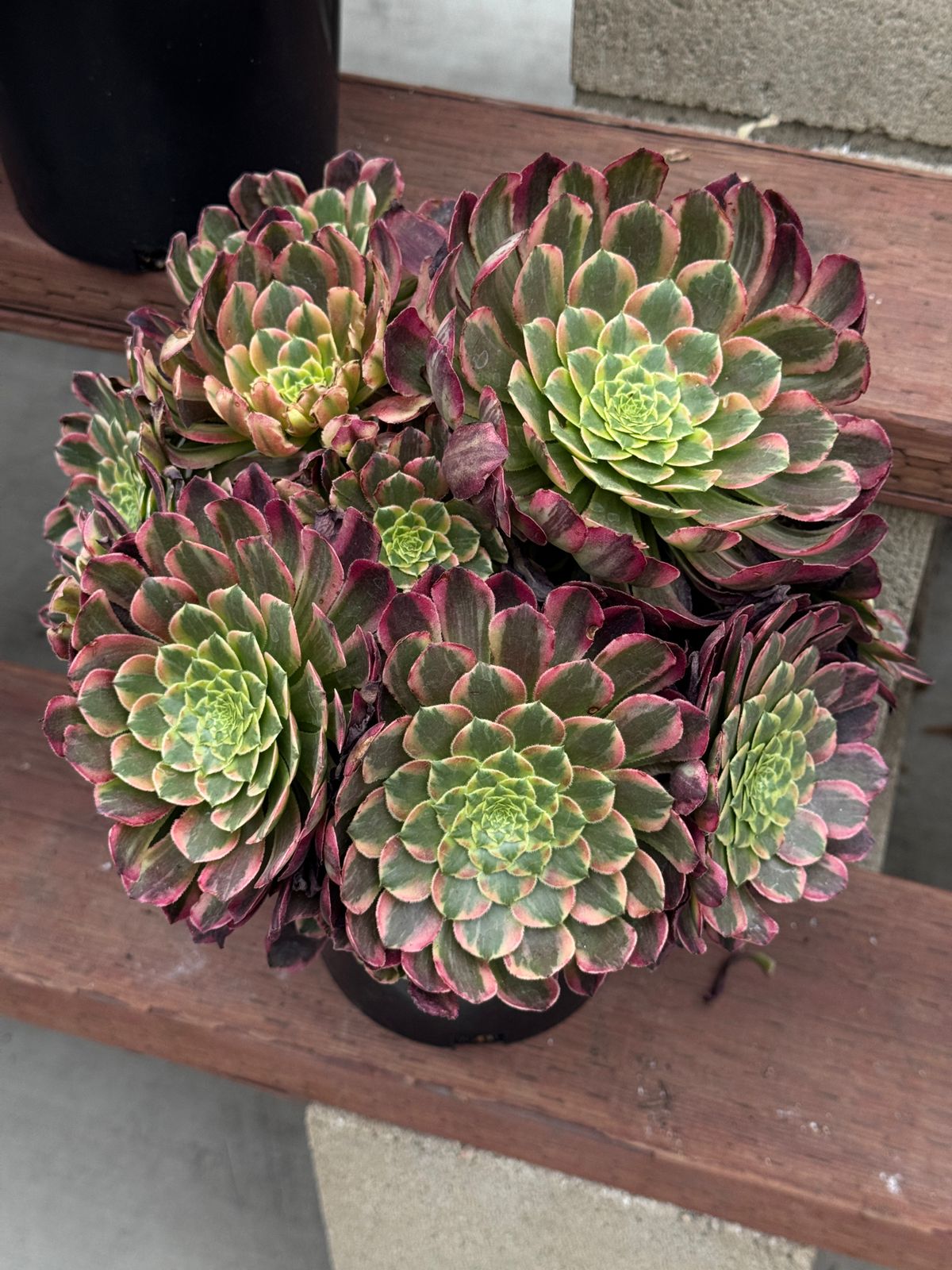 Aeonium sunrise cluster jumbo