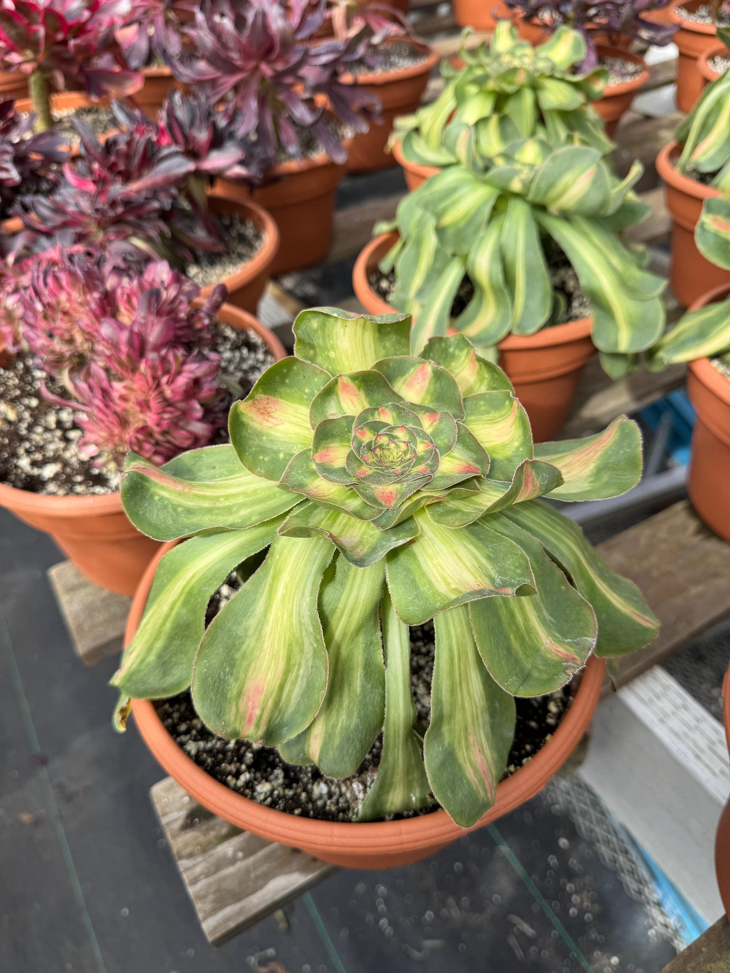 Aeonium tyrant variegado