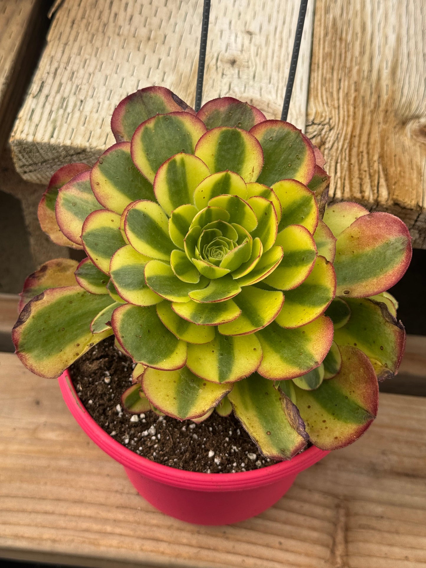 Aeonium white milk Cluster