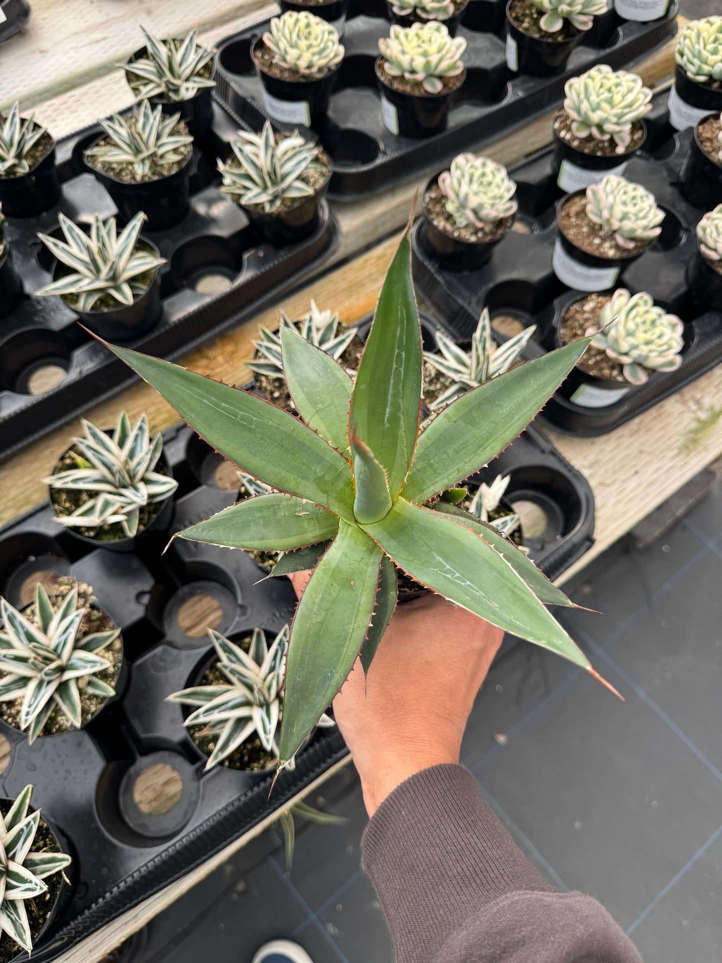 Agave Impressa