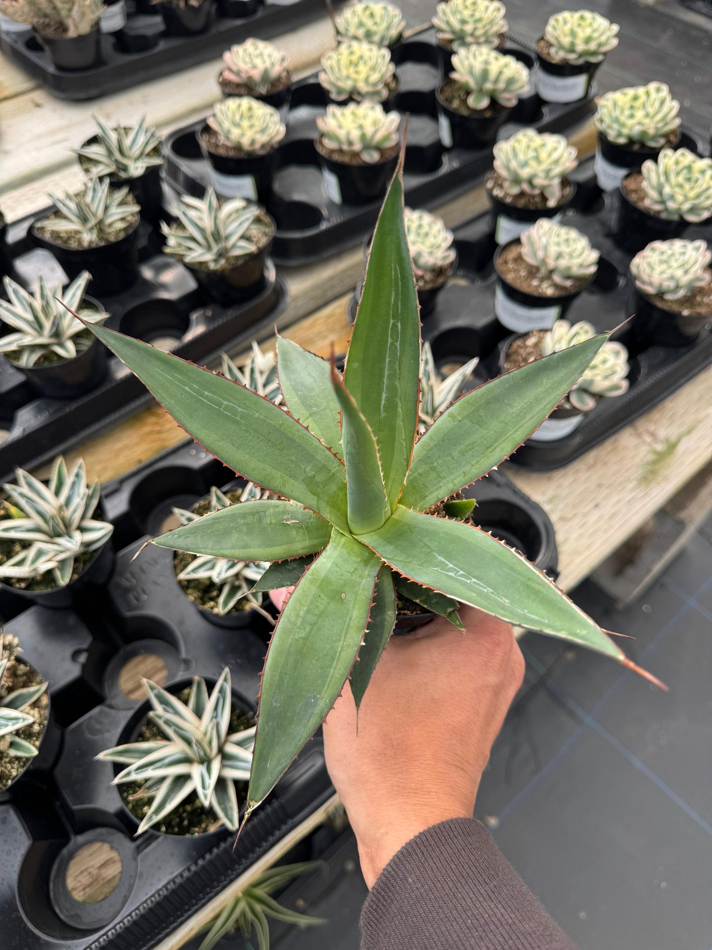 Agave Impressa