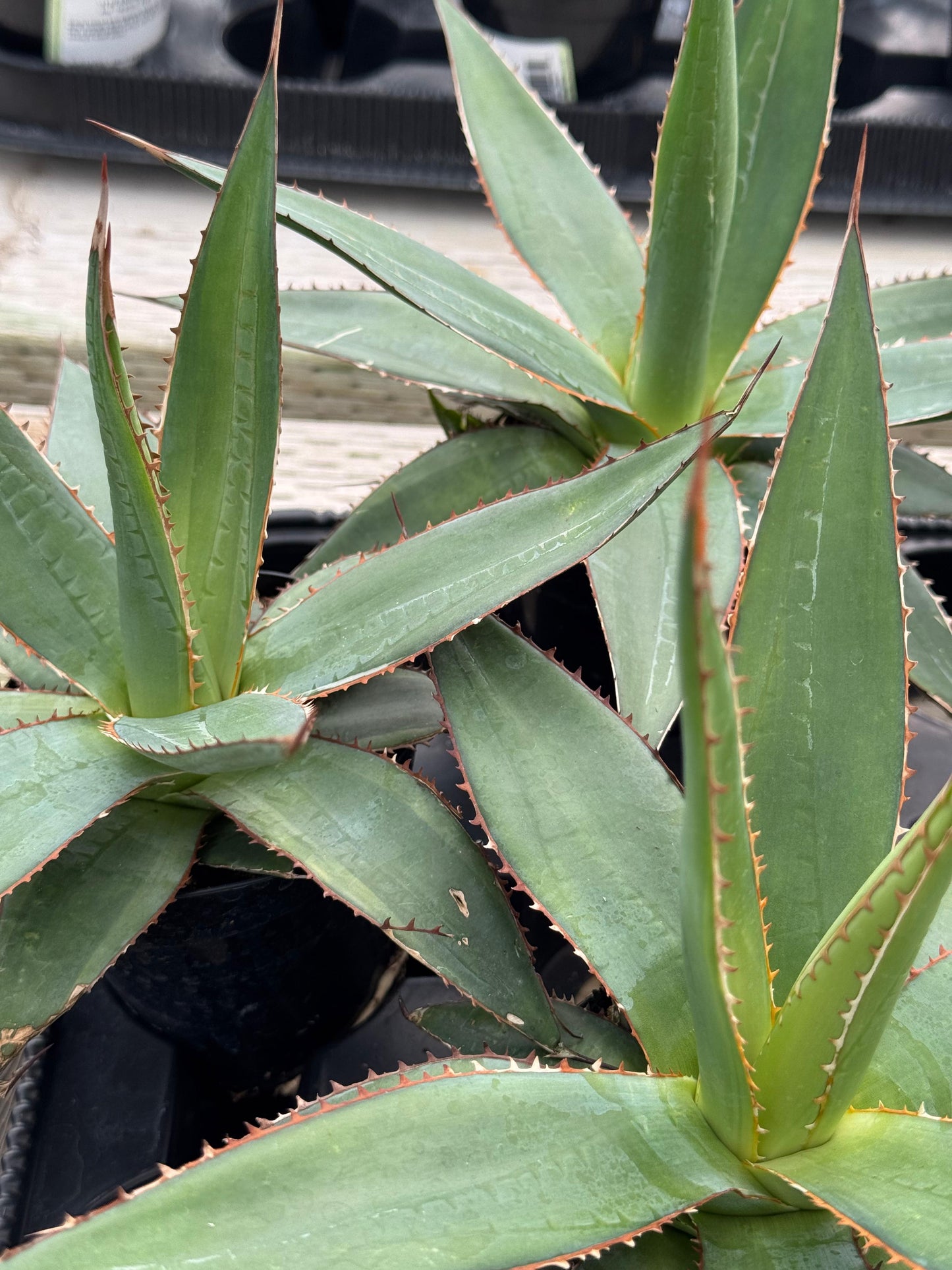 Agave Impressa