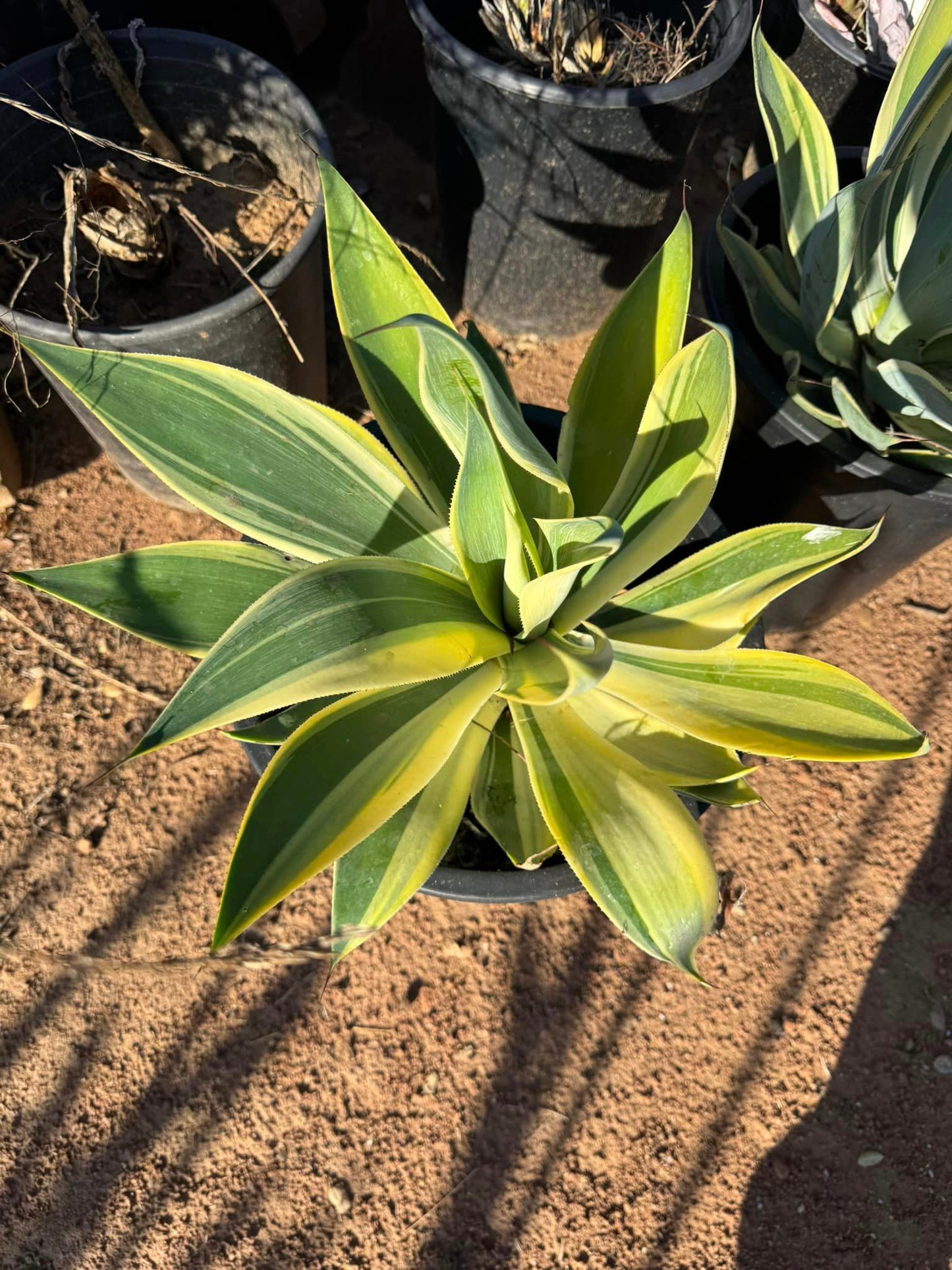 Agave blue flame variegado