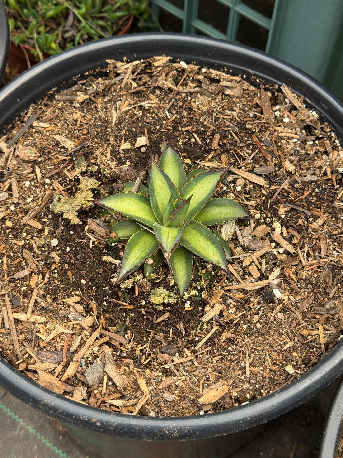 Agave greenglow