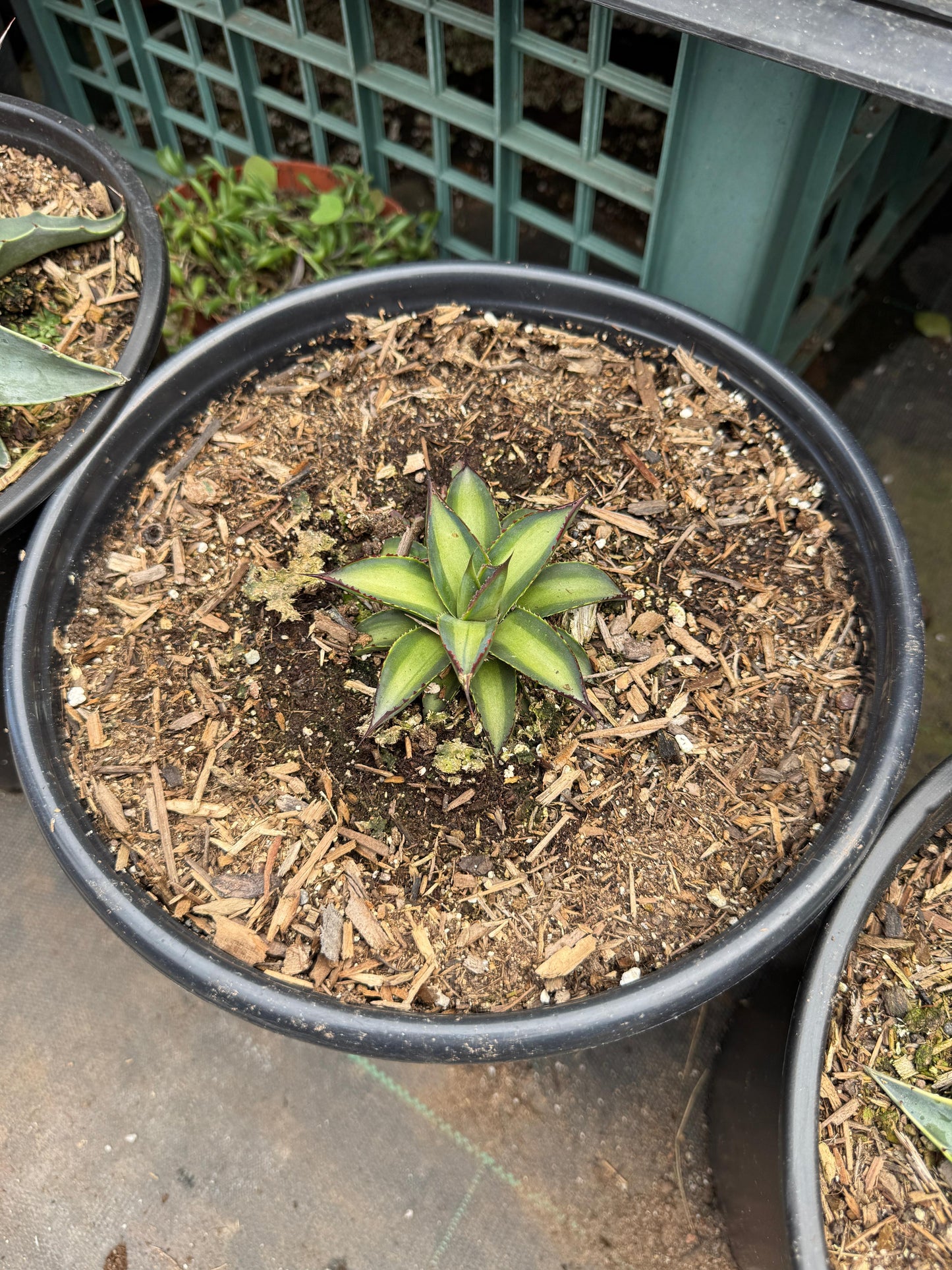 Agave greenglow