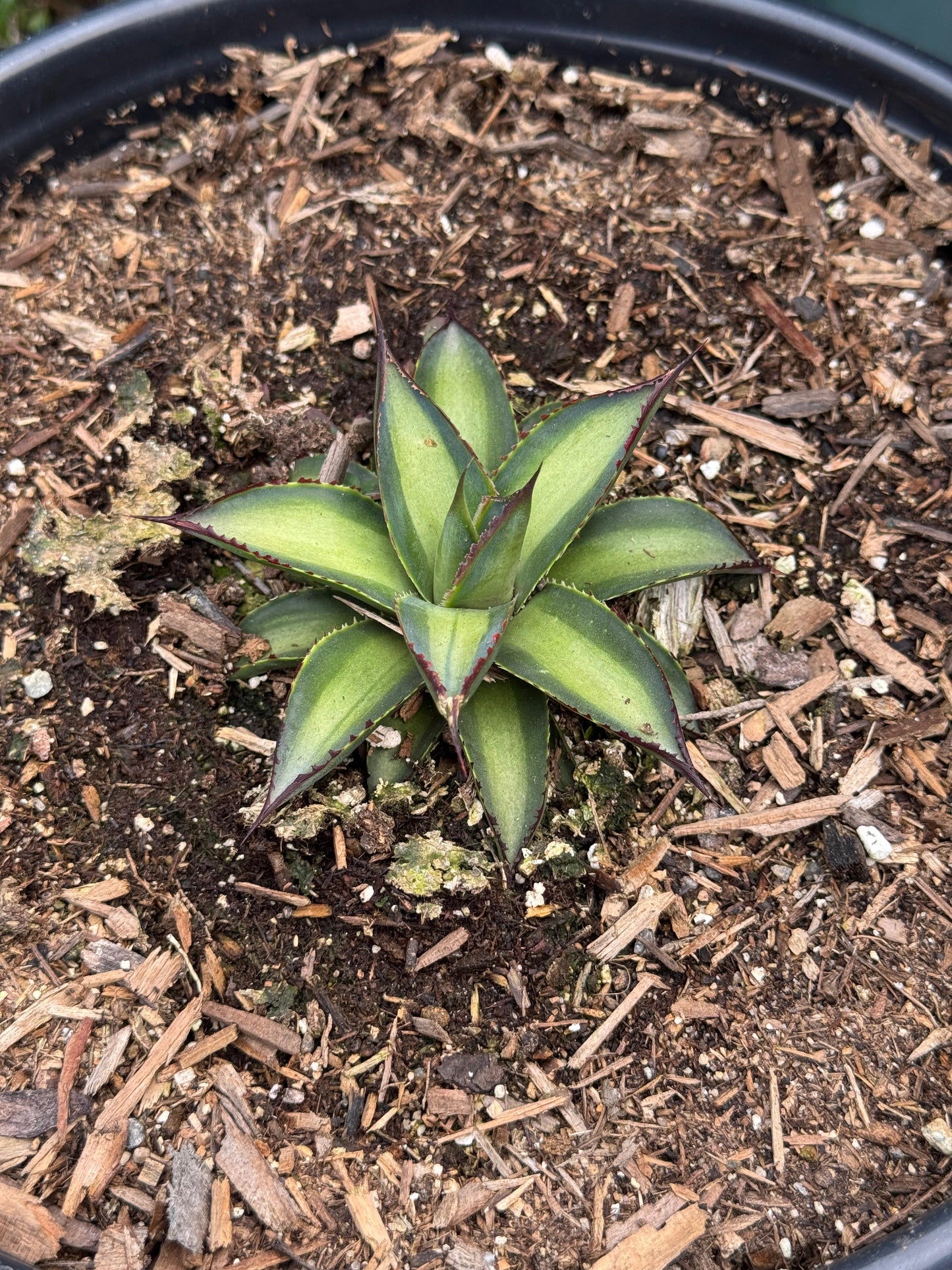 Agave greenglow