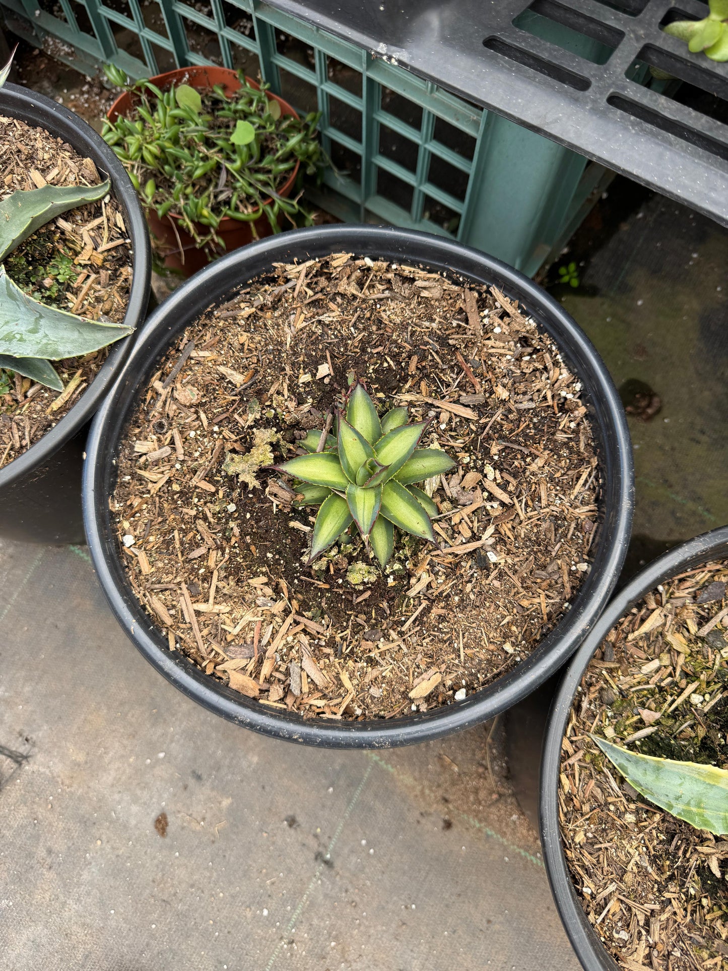 Agave greenglow