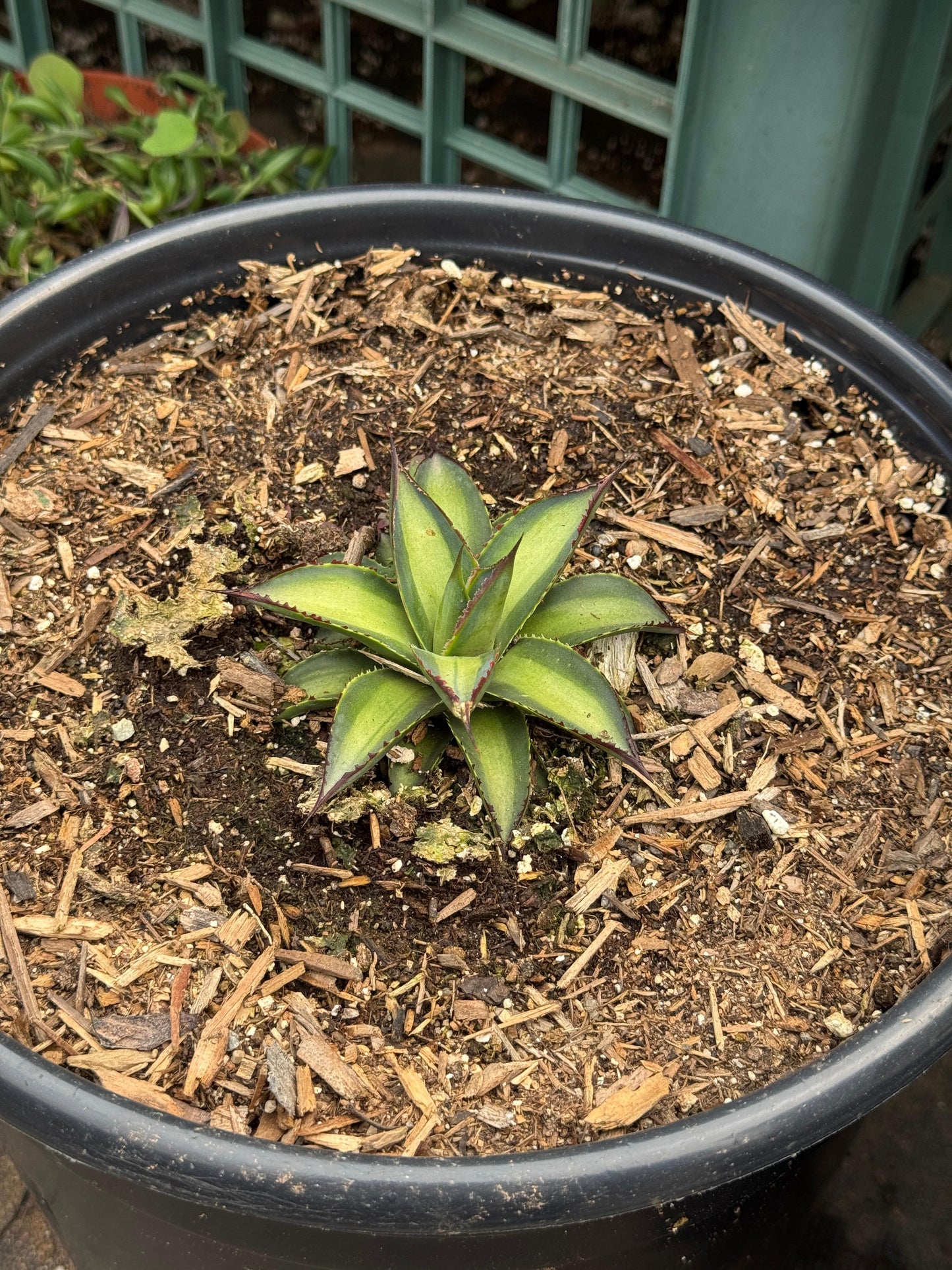 Agave greenglow