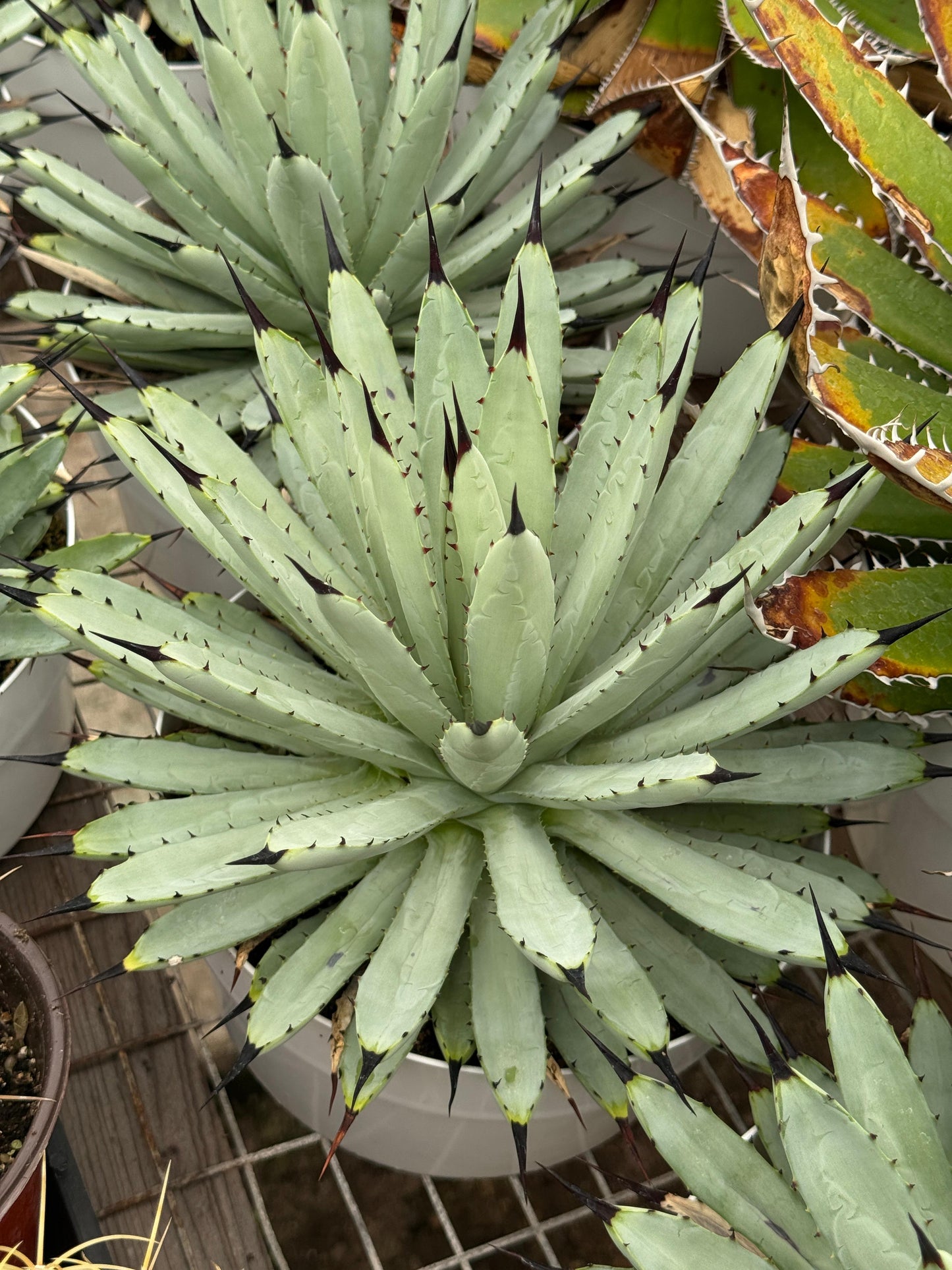 Agave macroacantha