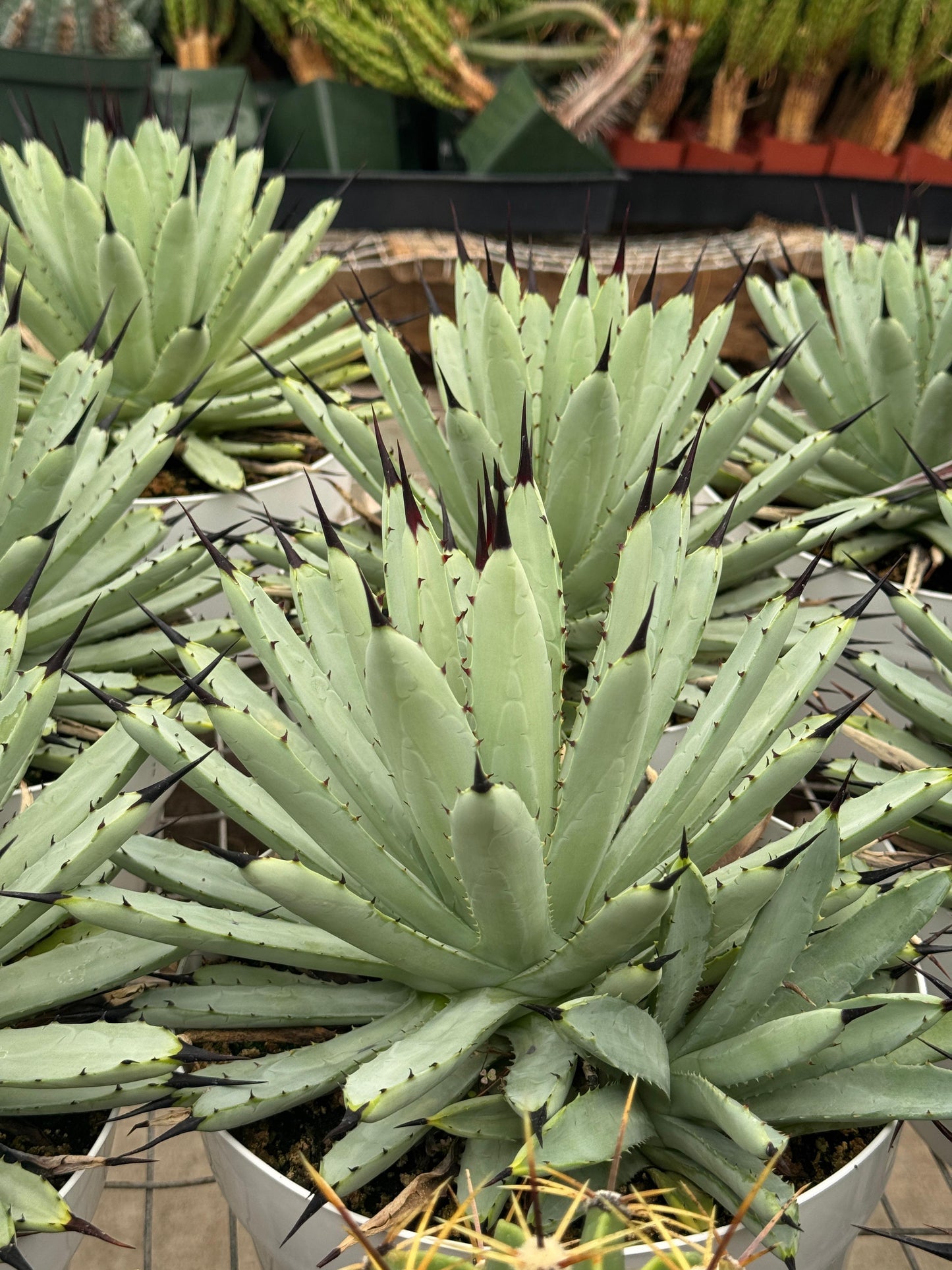 Agave macroacantha