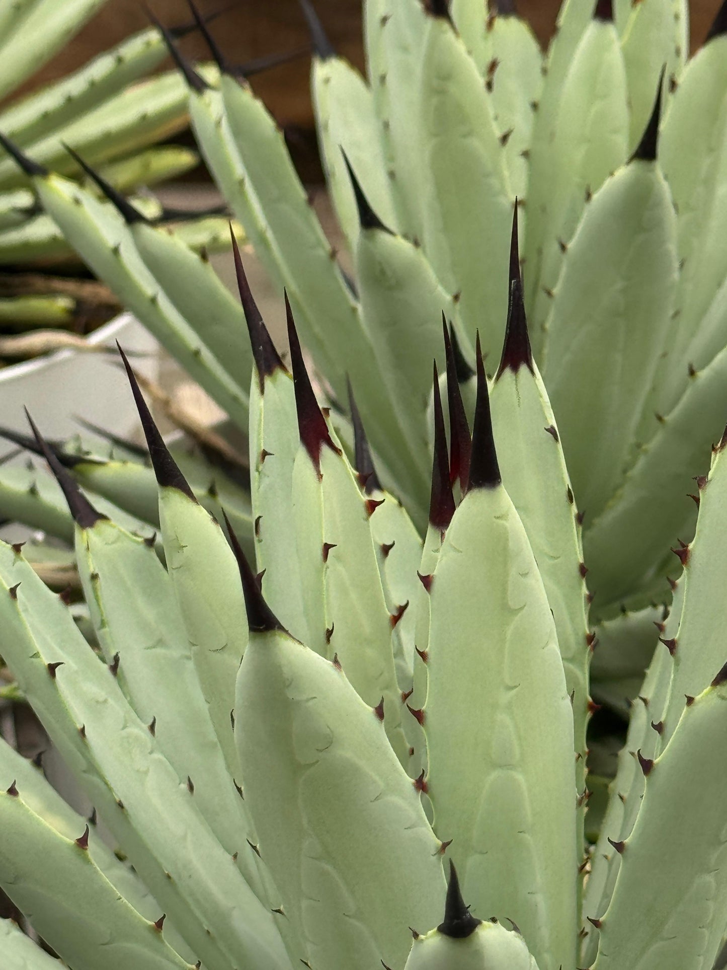 Agave macroacantha