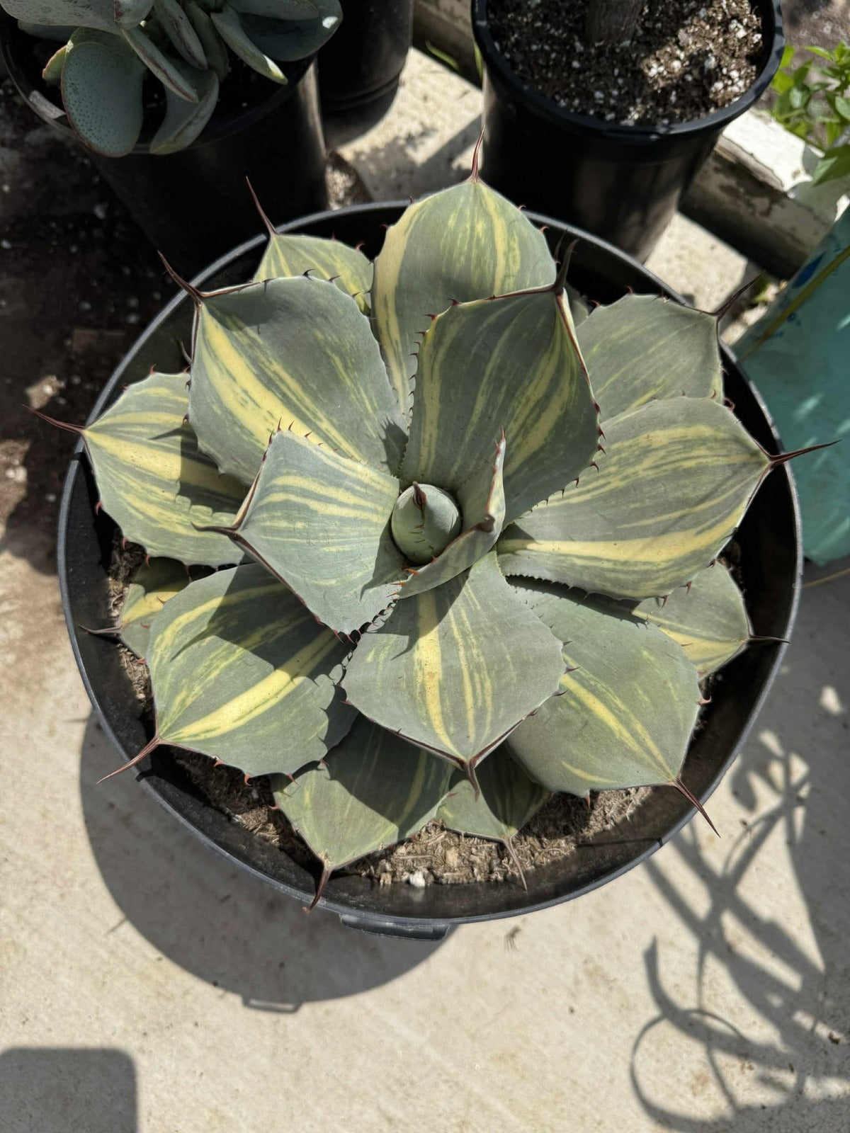 Agave parryi variegado (G)