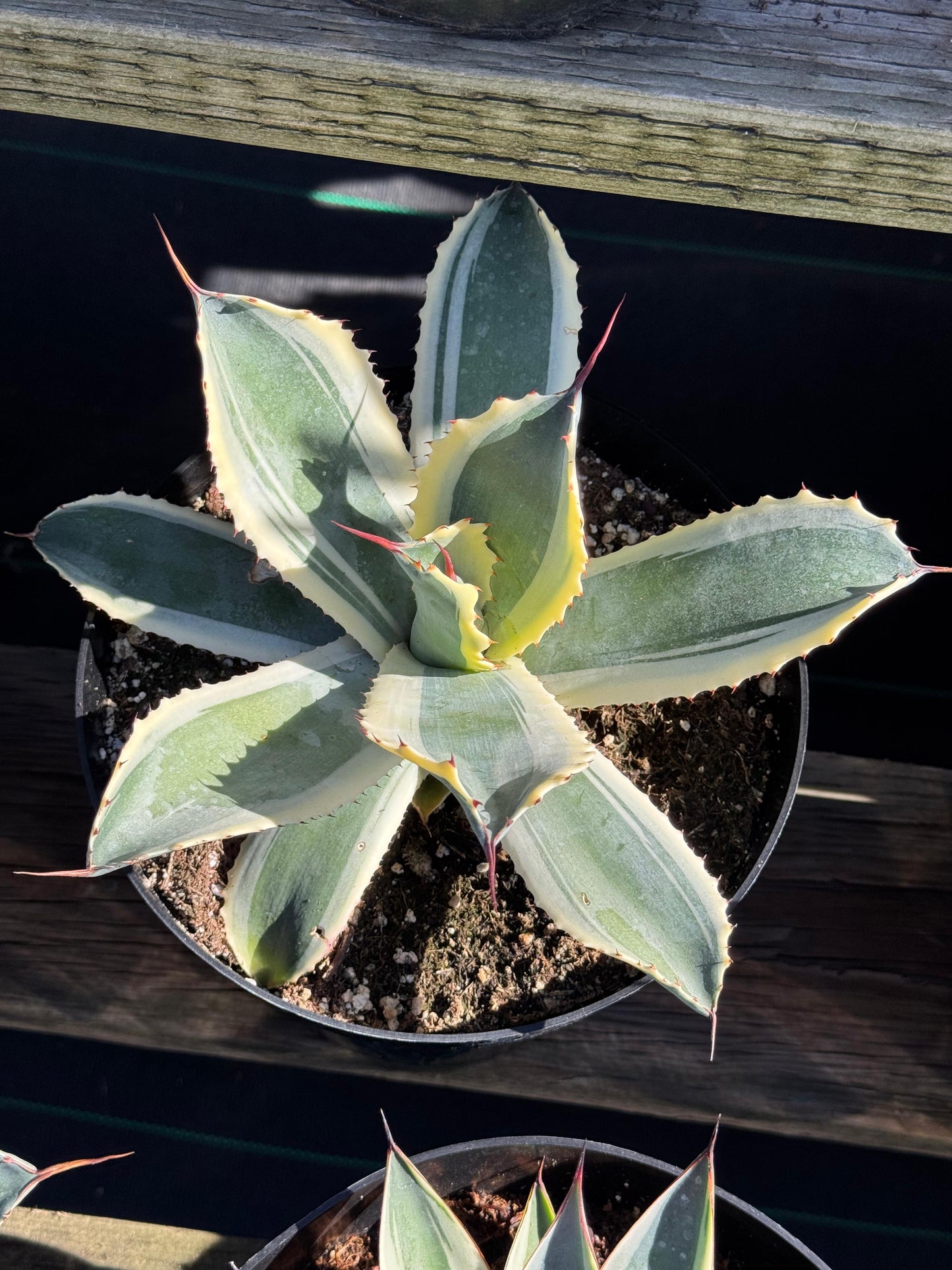 Agave potatorum snowfall 8”