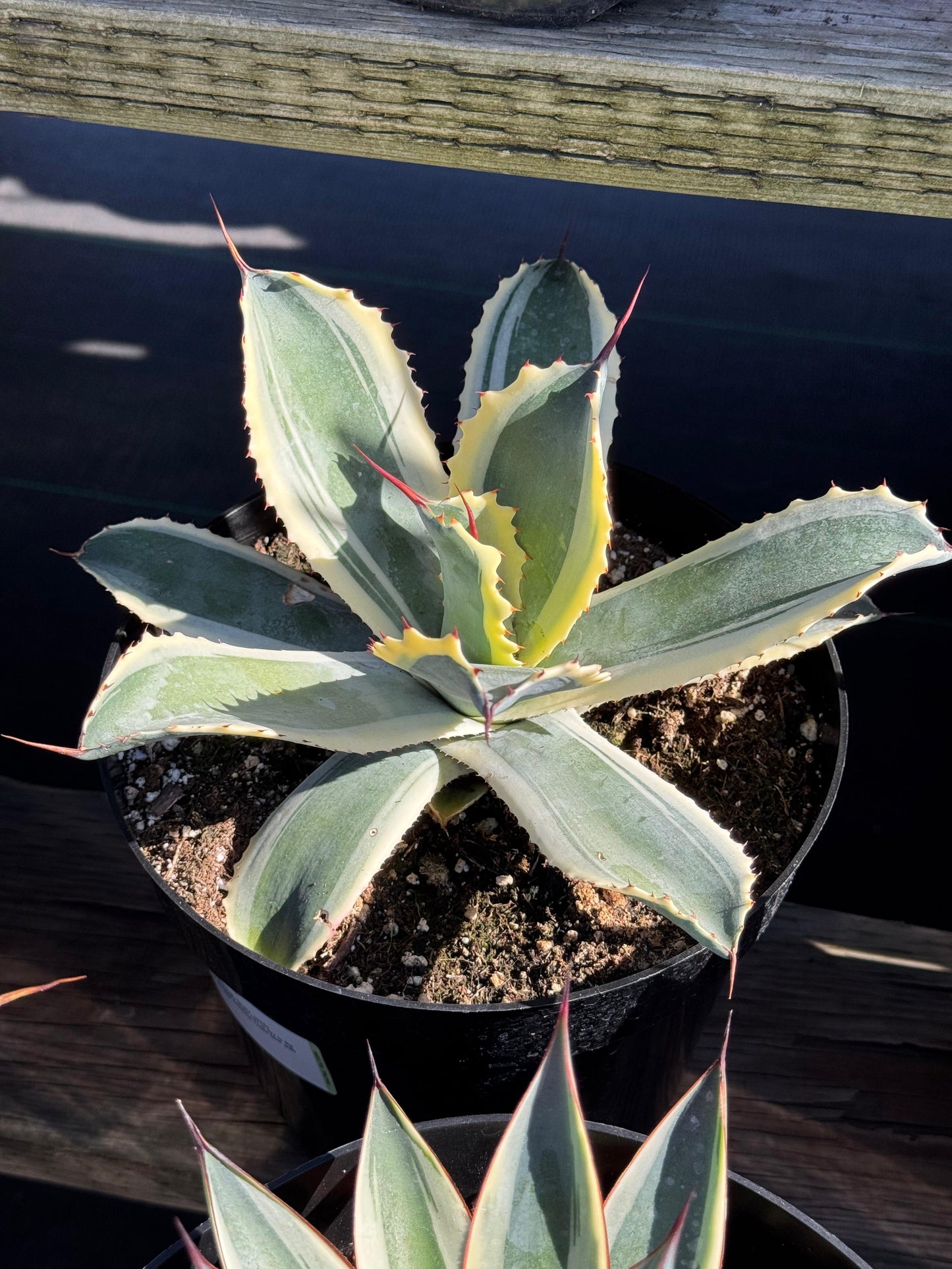 Agave potatorum snowfall 8”