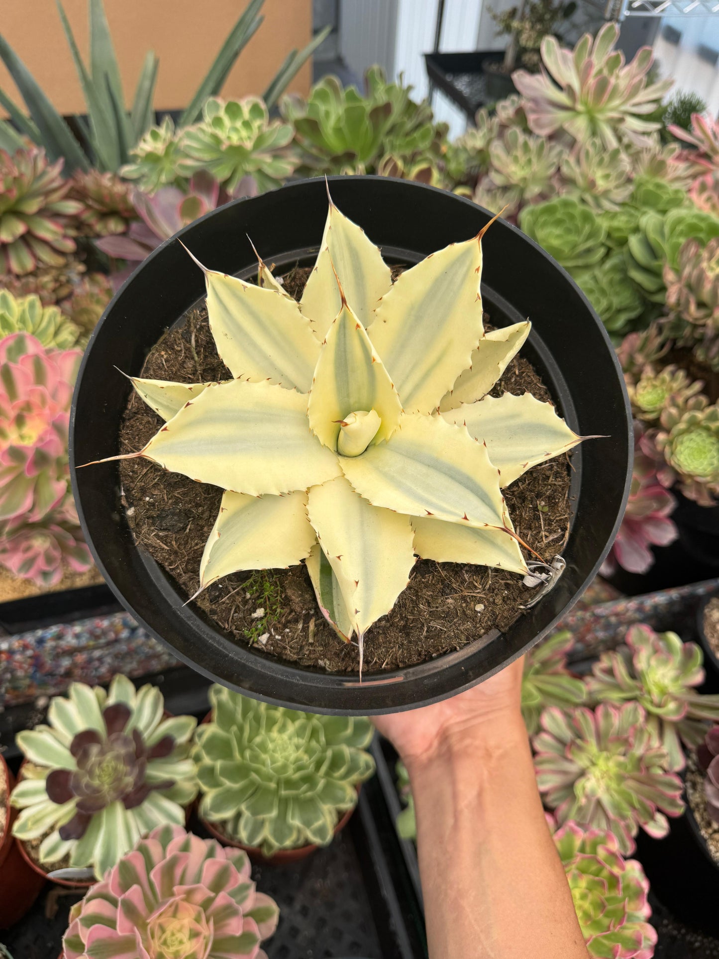Agave potatorum snowfall áurea variegado