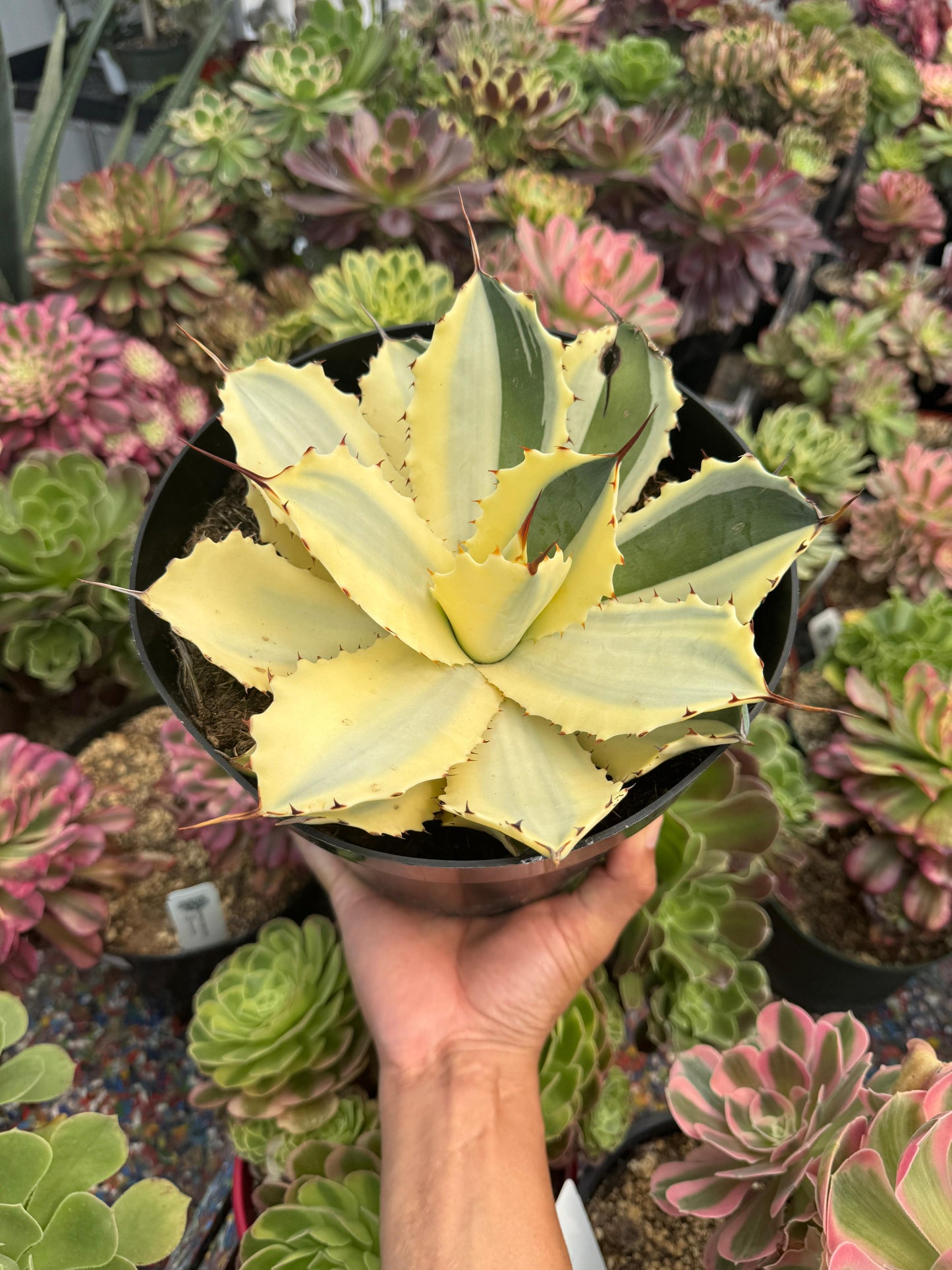 Agave potatorum snowfall áurea variegado