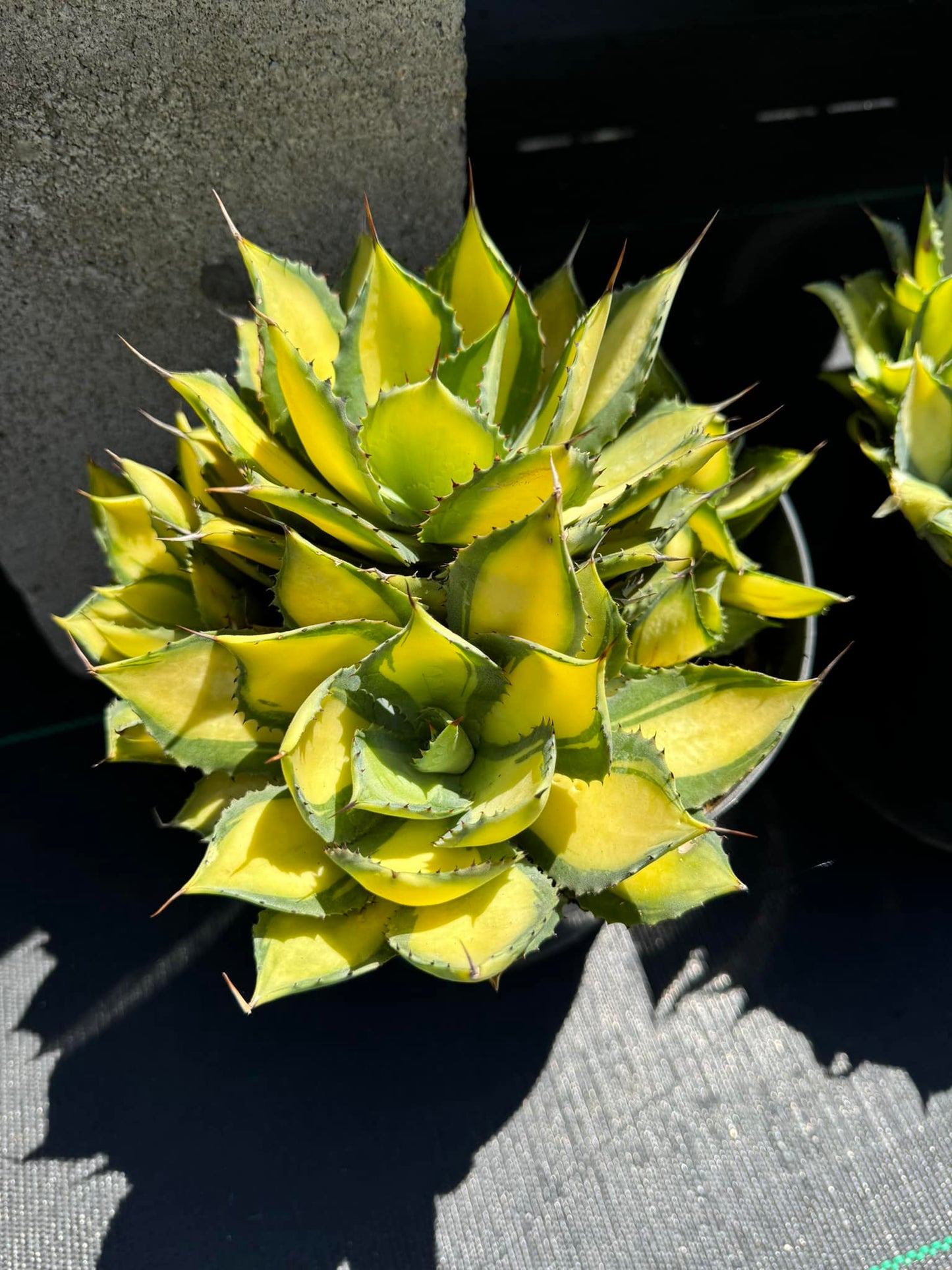 Agave rumm runner 8"