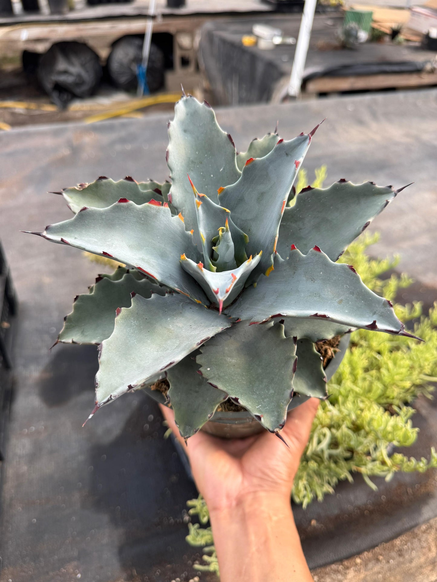 Agave sierra azul